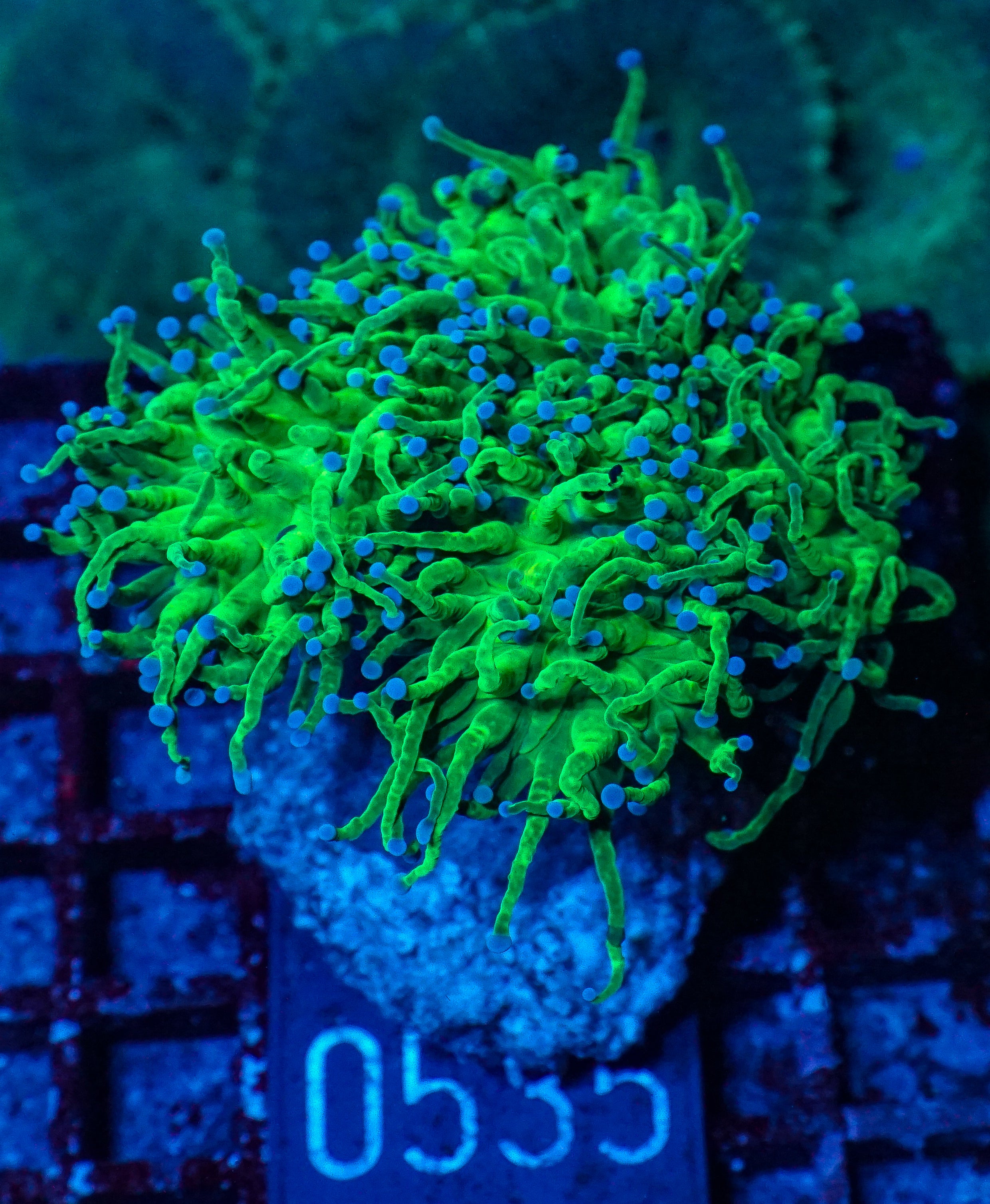 Euphyllia glabrescens "toxic green" ultra