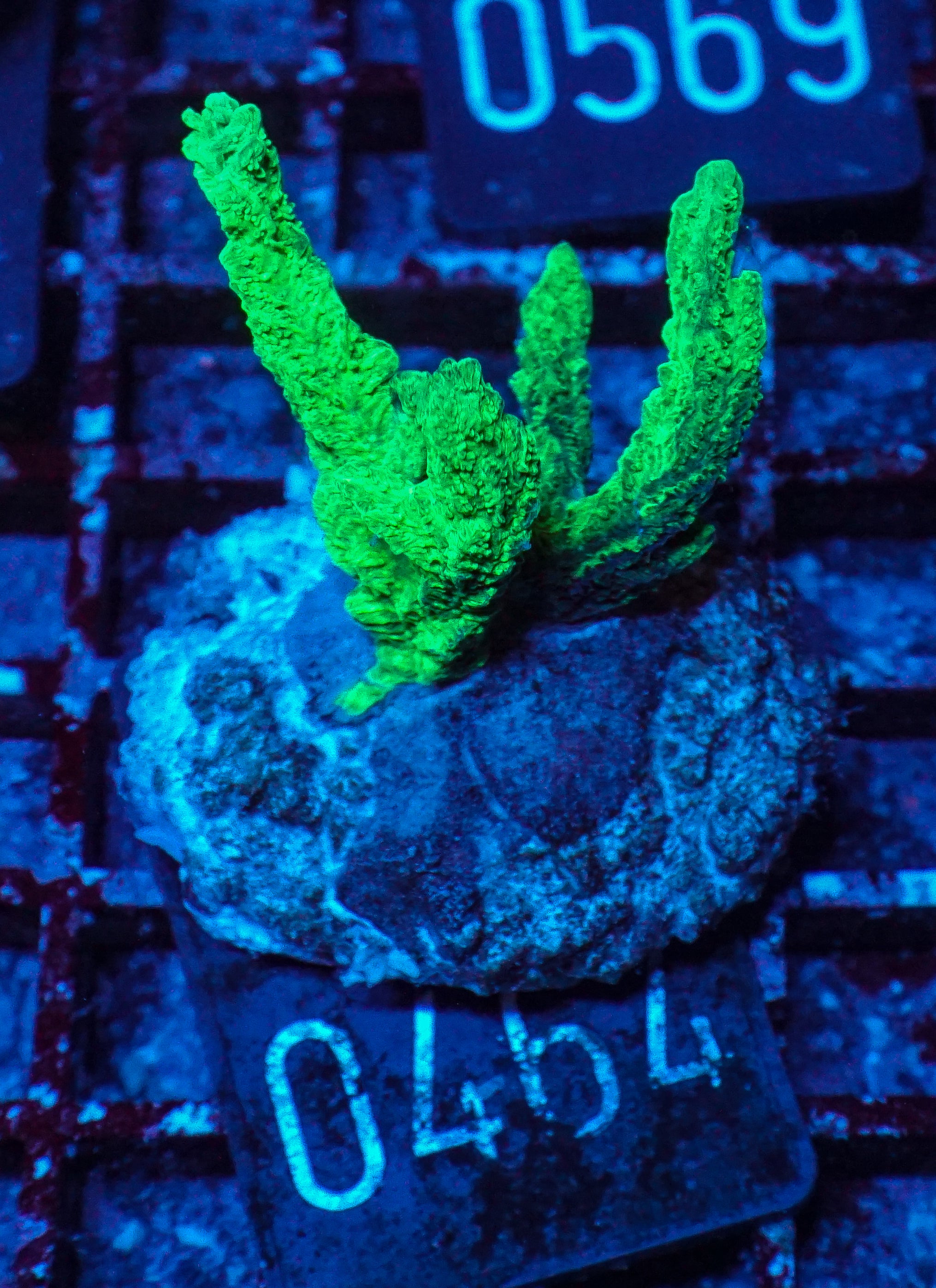 Hydnophora rigida "ultra"