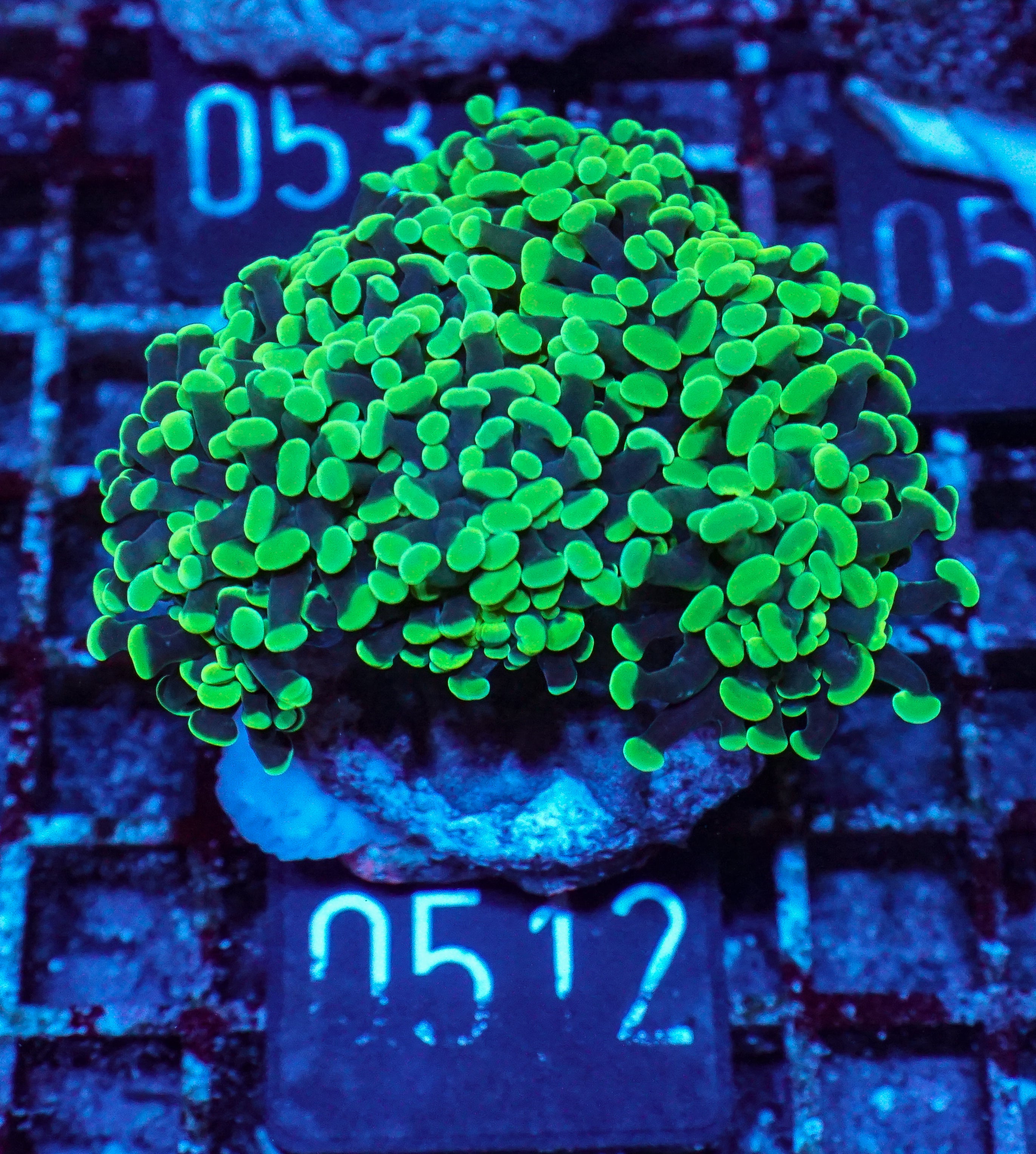 Euphyllia/Fimbriaphyllia paraancora