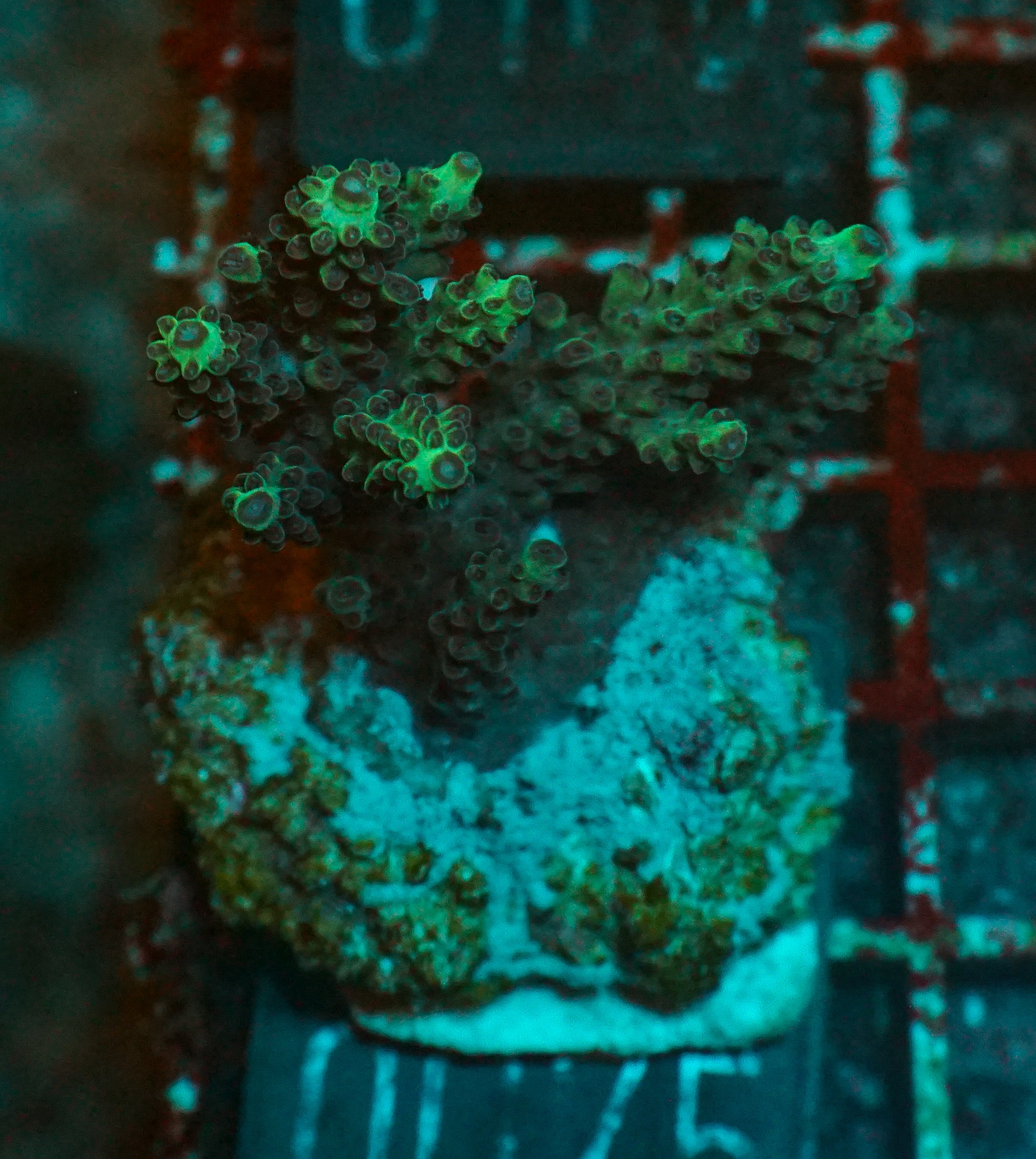 Acropora abrolhosenis “fluffy”