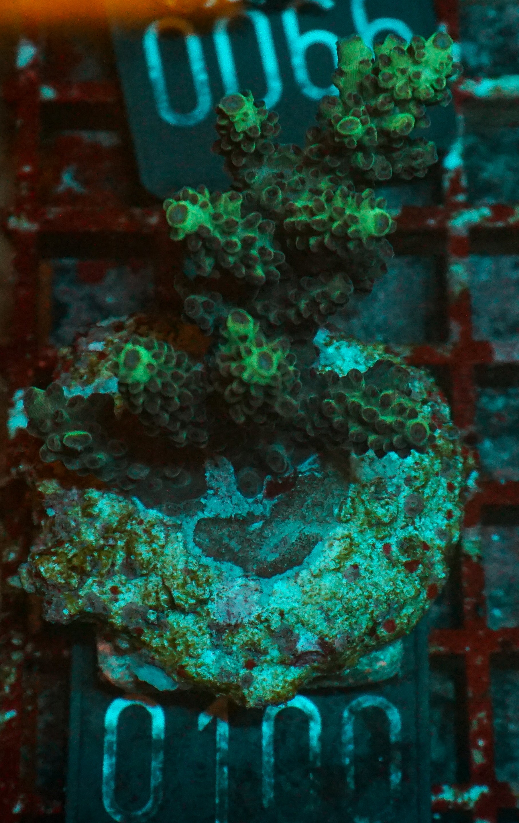 Acropora abrolhosenis “fluffy”