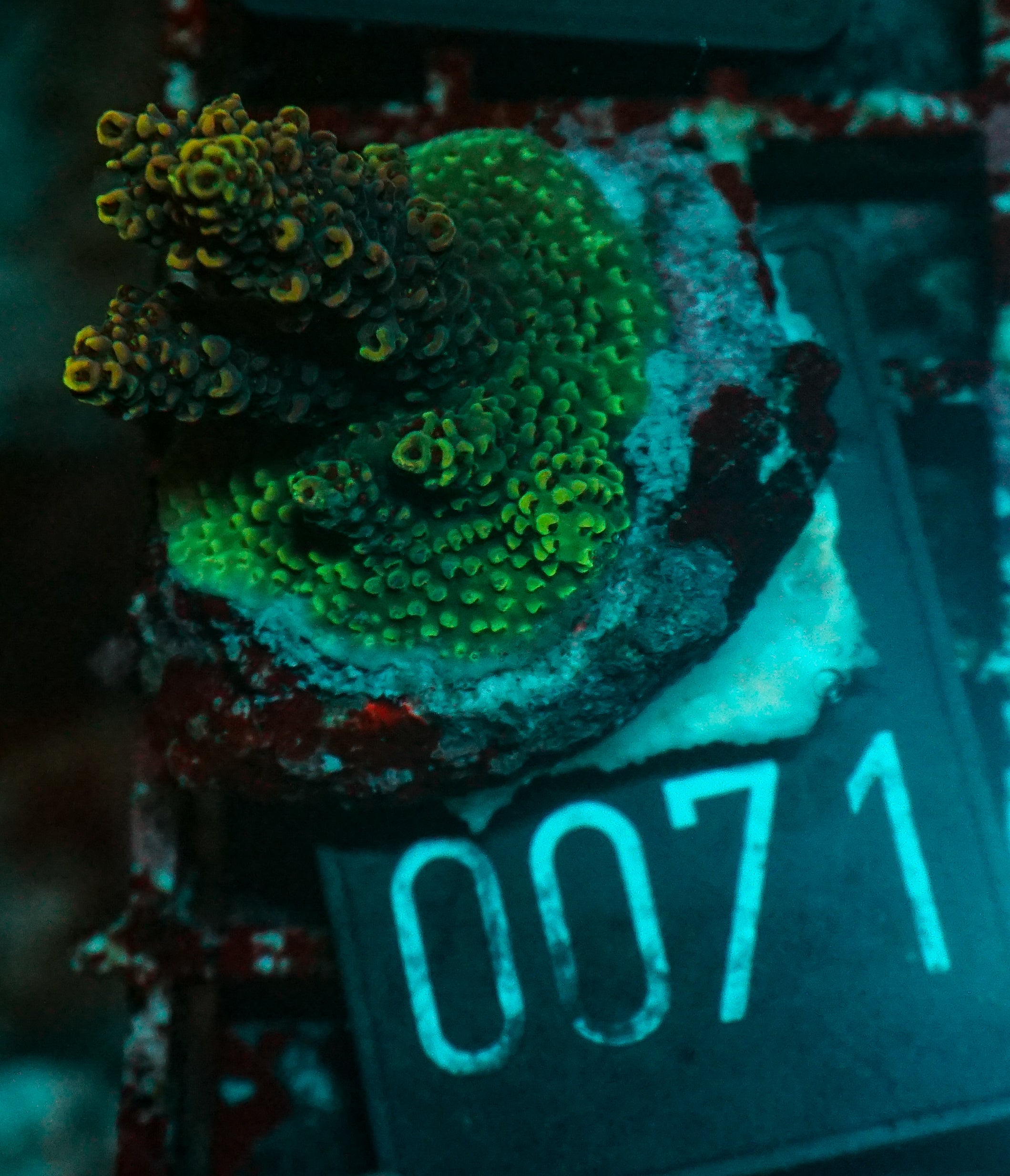 Acropora hyacinthus "pink lady"