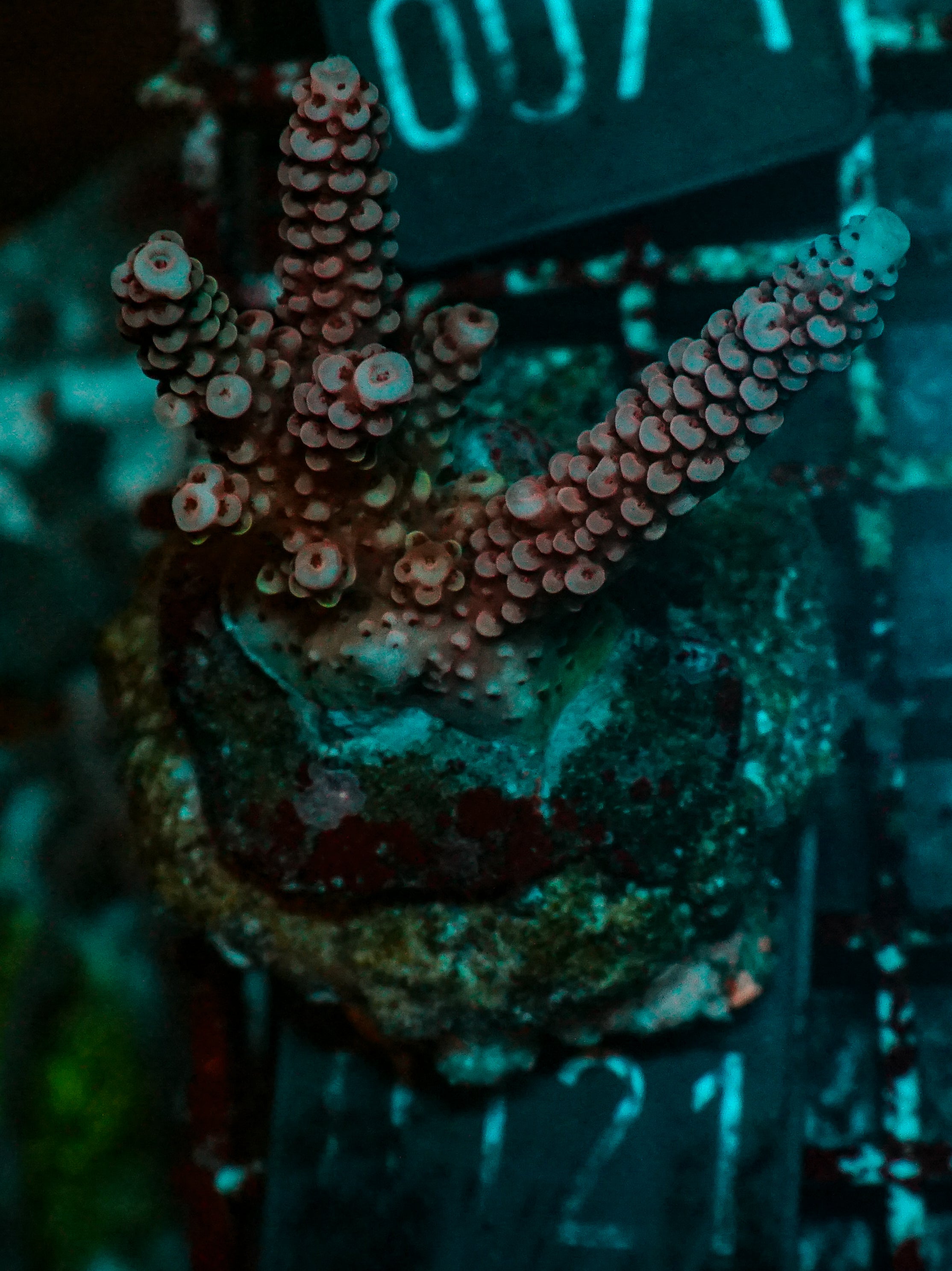 Acropora vermiculata “red jacket”