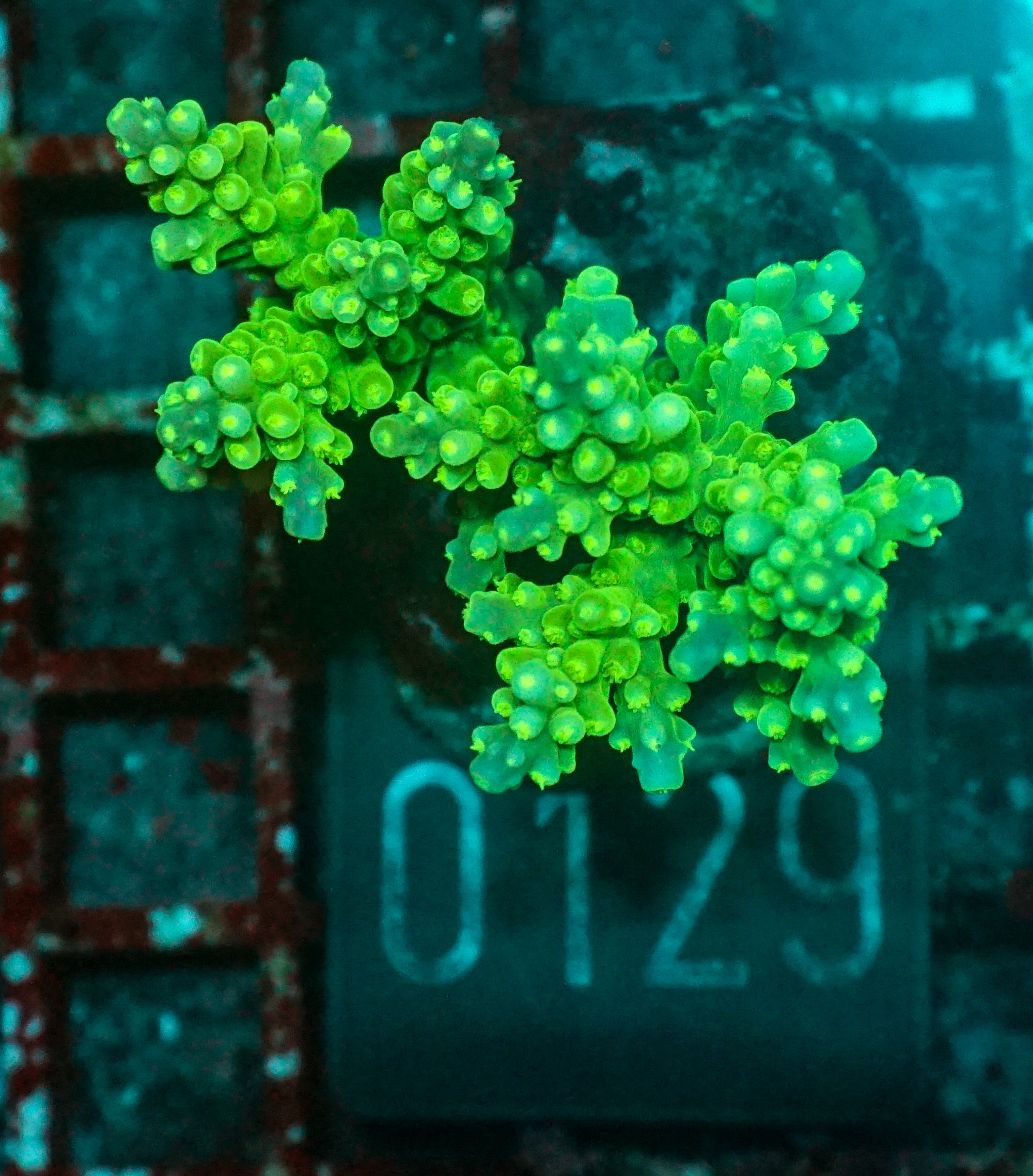 Acropora tortuosa "turquoise"