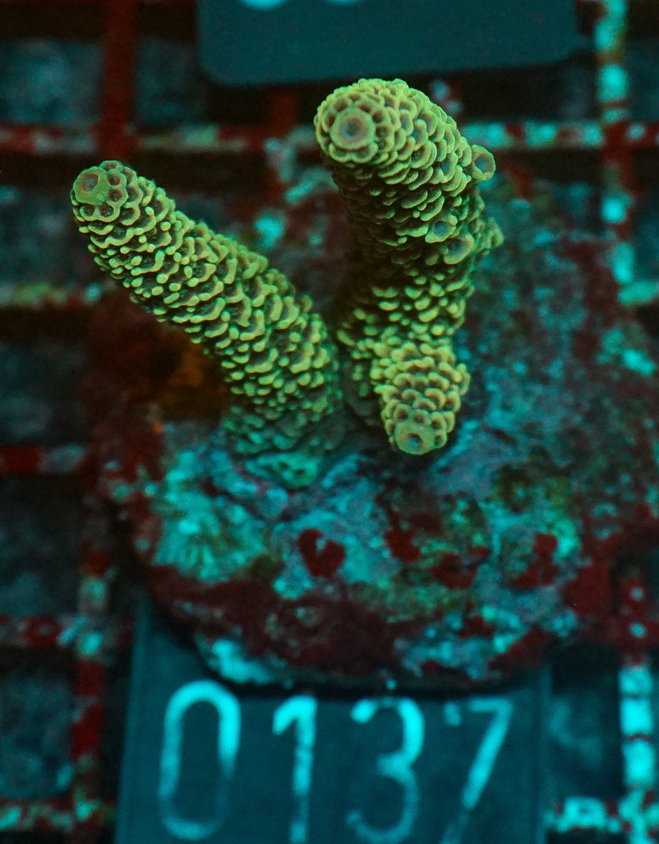 Acropora spathulata “jungle thief”