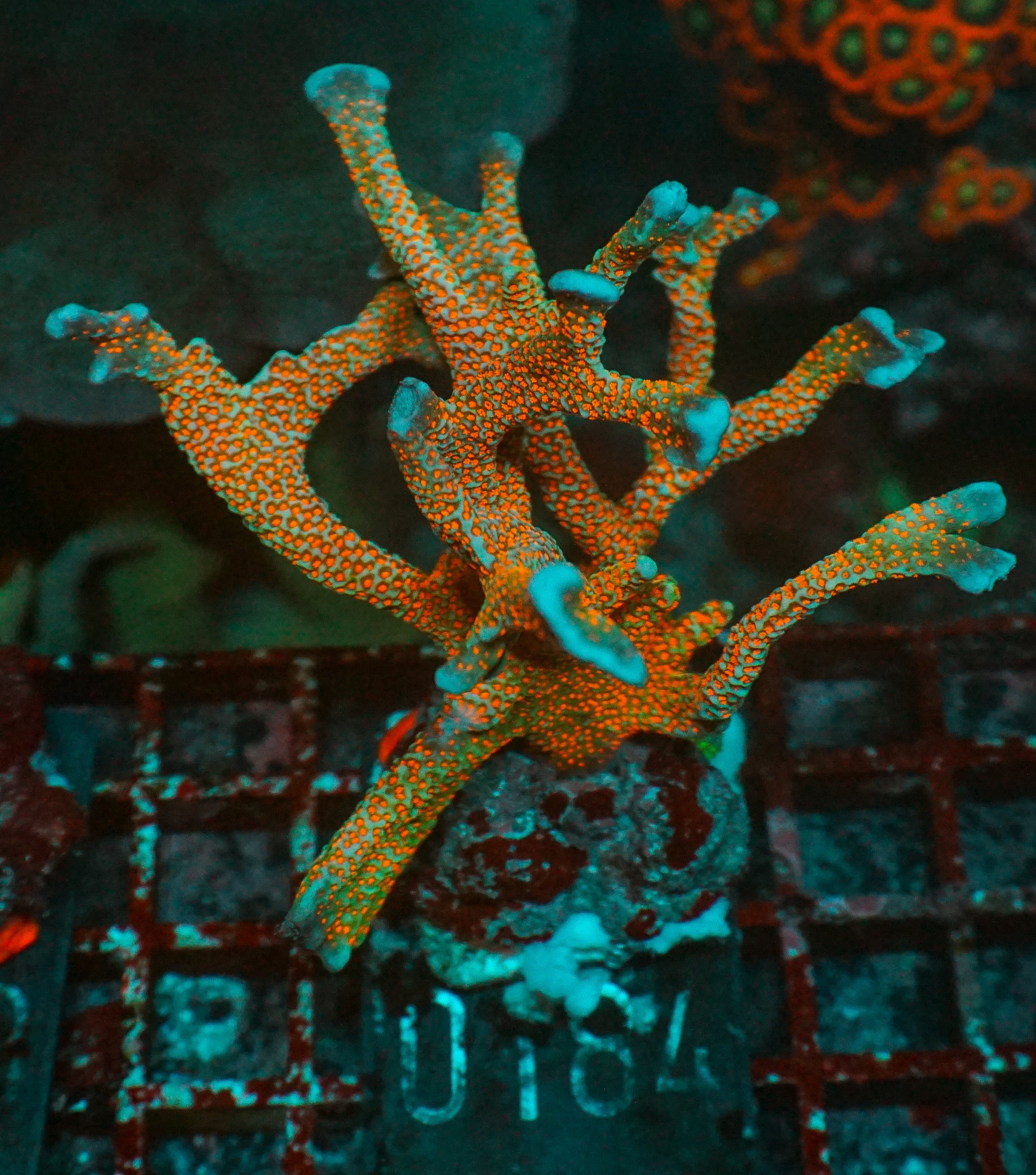 Montipora samarensis