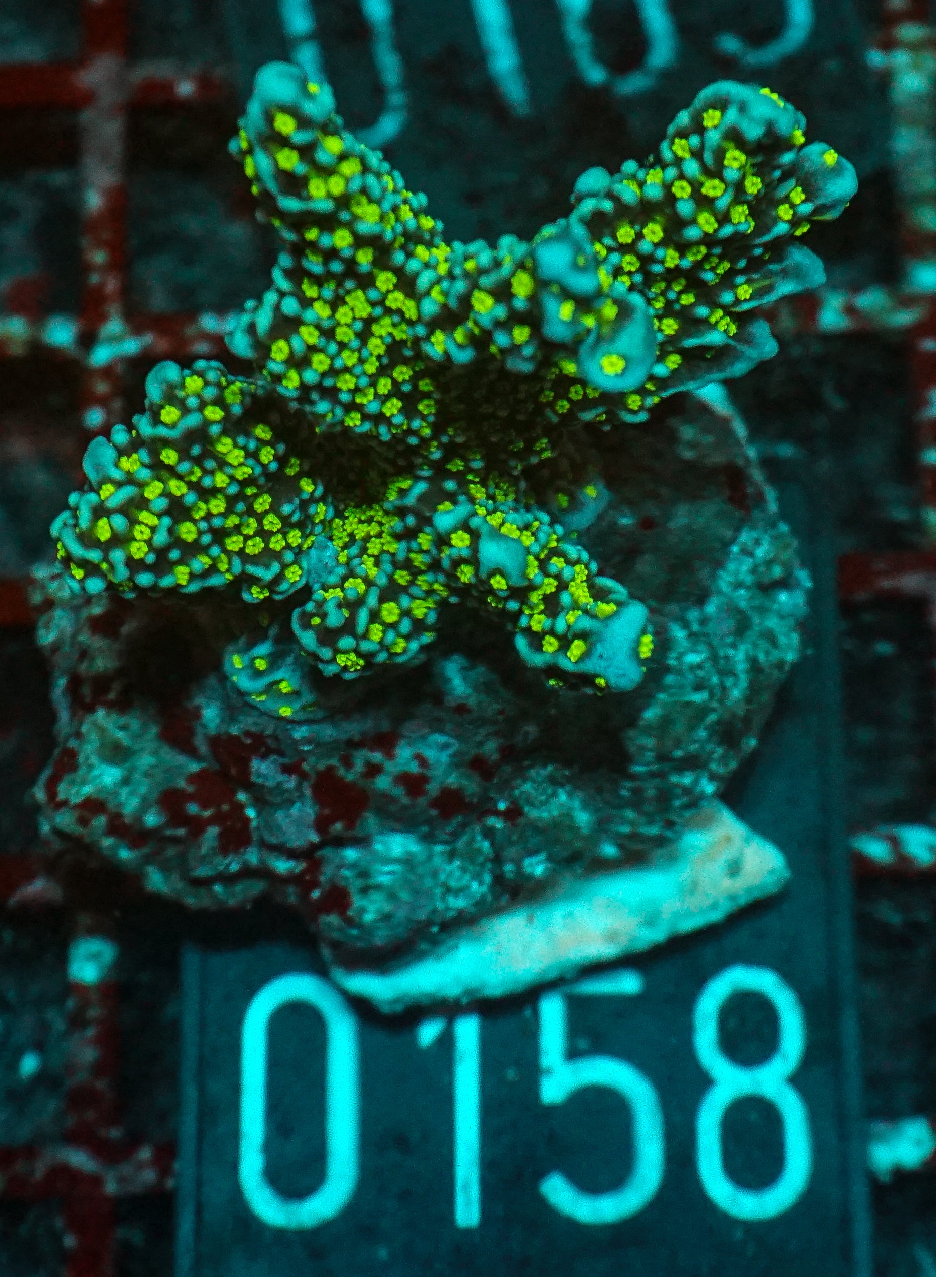 Montipora carinata “Star Wars”