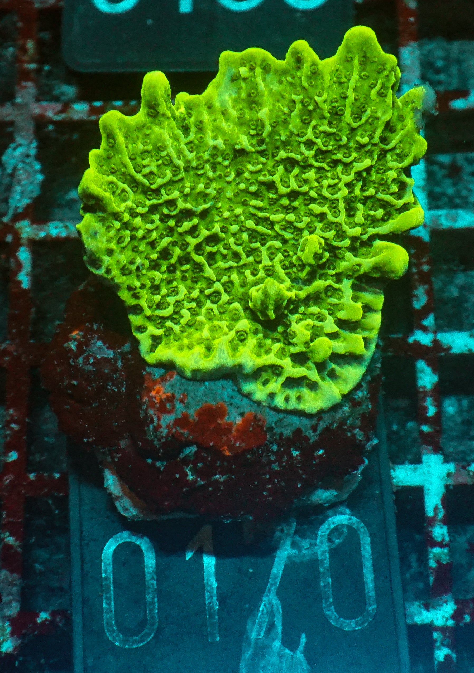 Montipora confusa