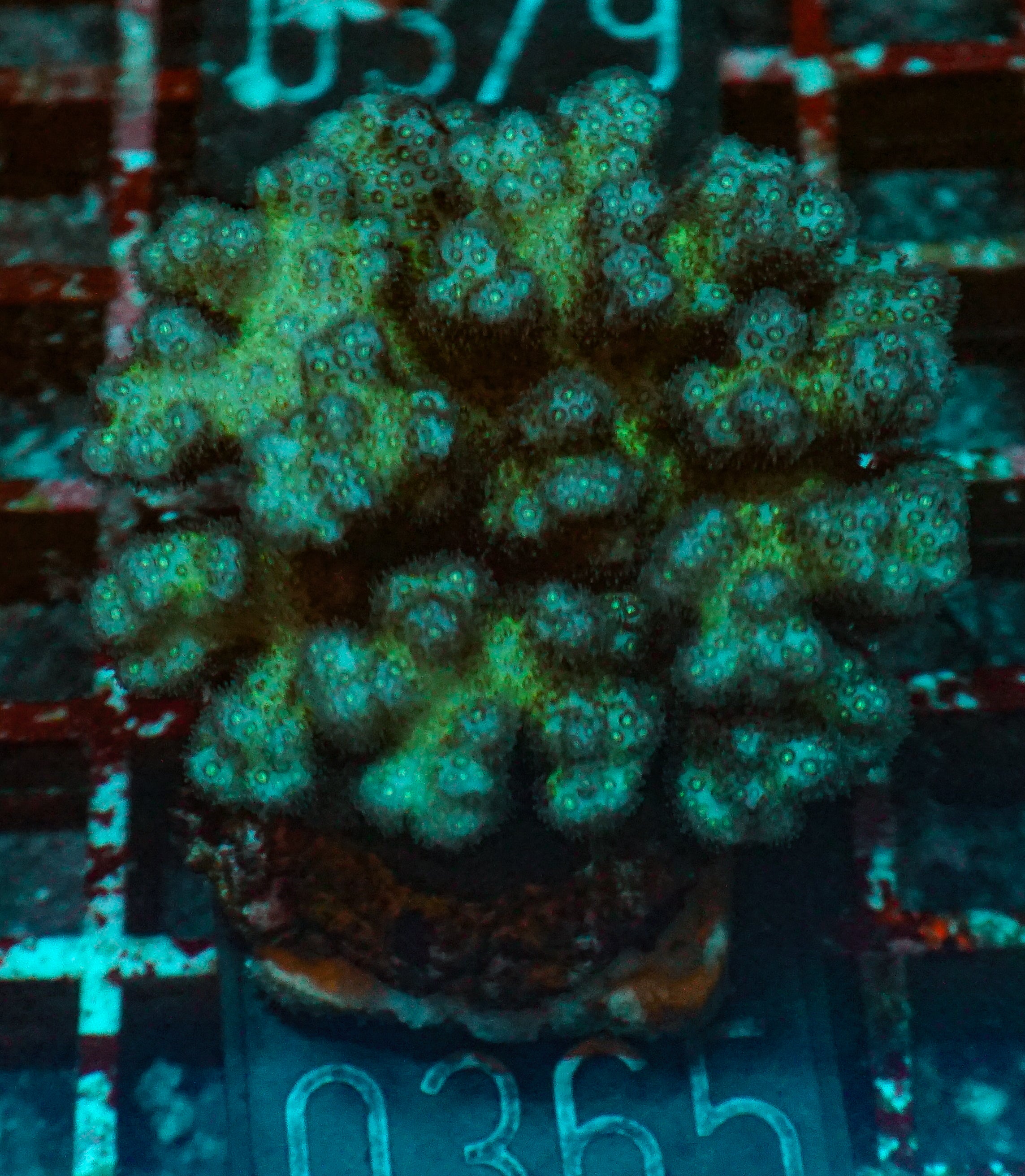 Pocillopora damicornis "pink"
