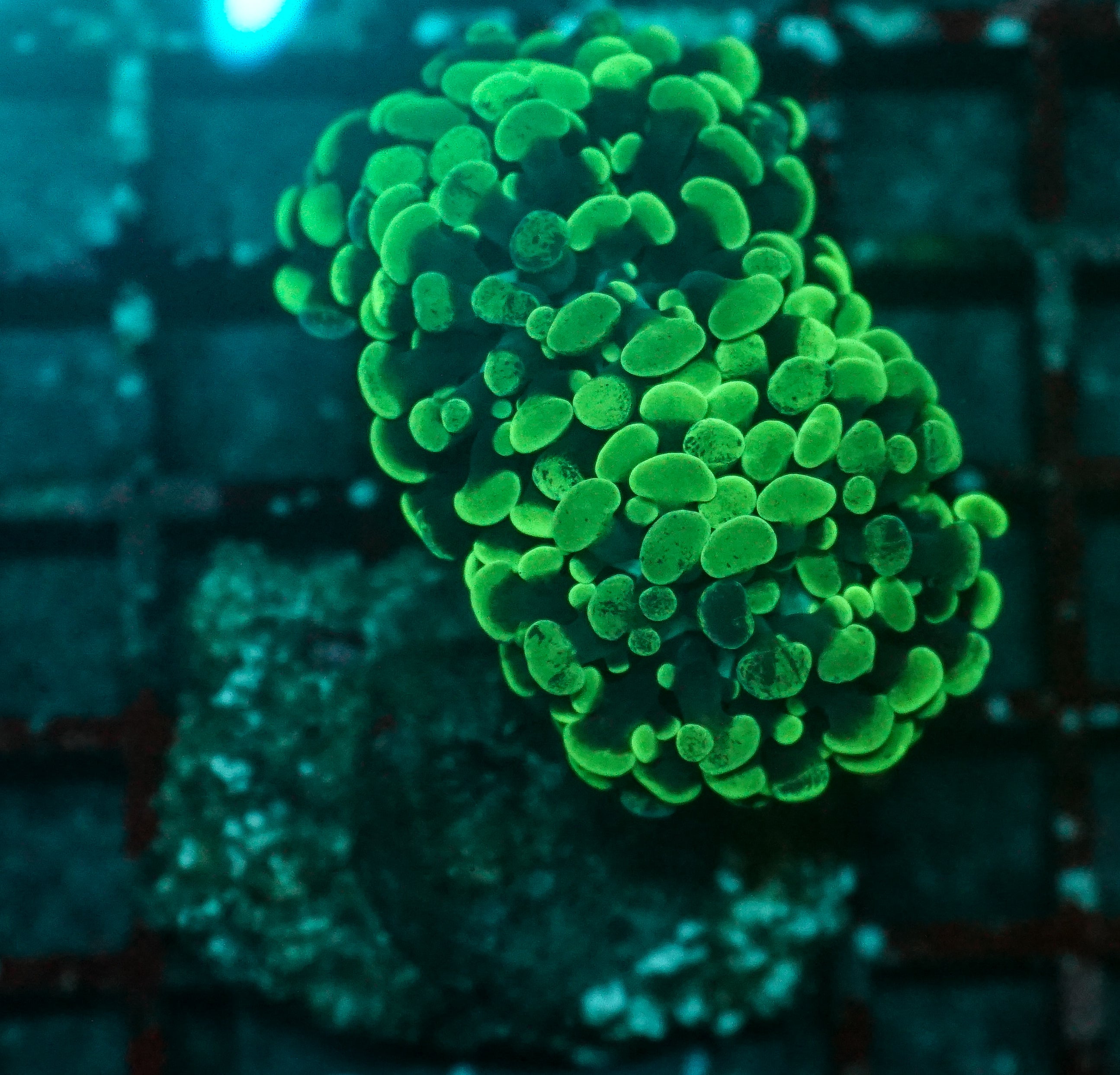 Euphyllia/Fimbriaphyllia paraancora