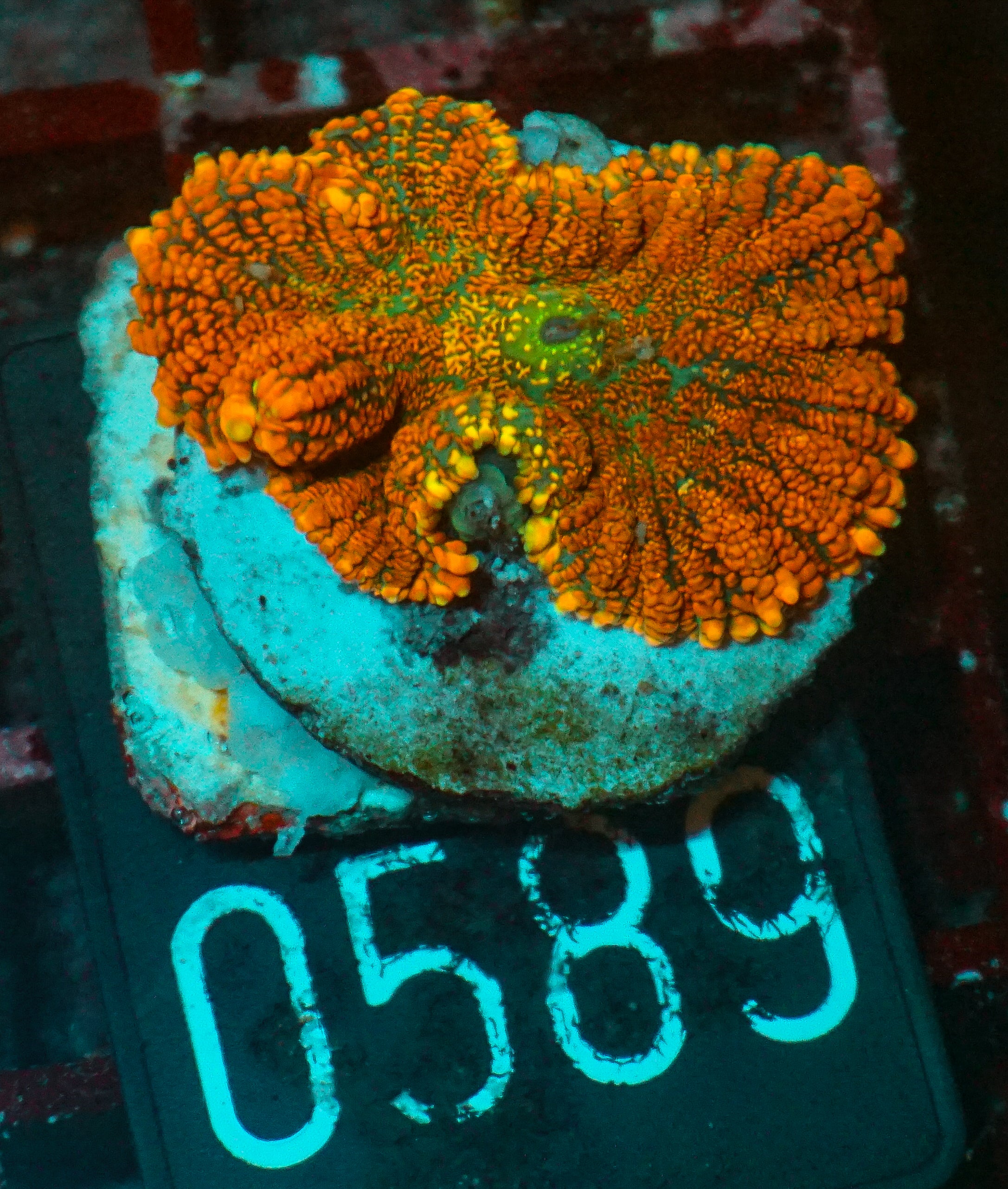 Rhodactis sp. "Tequila sunrise"