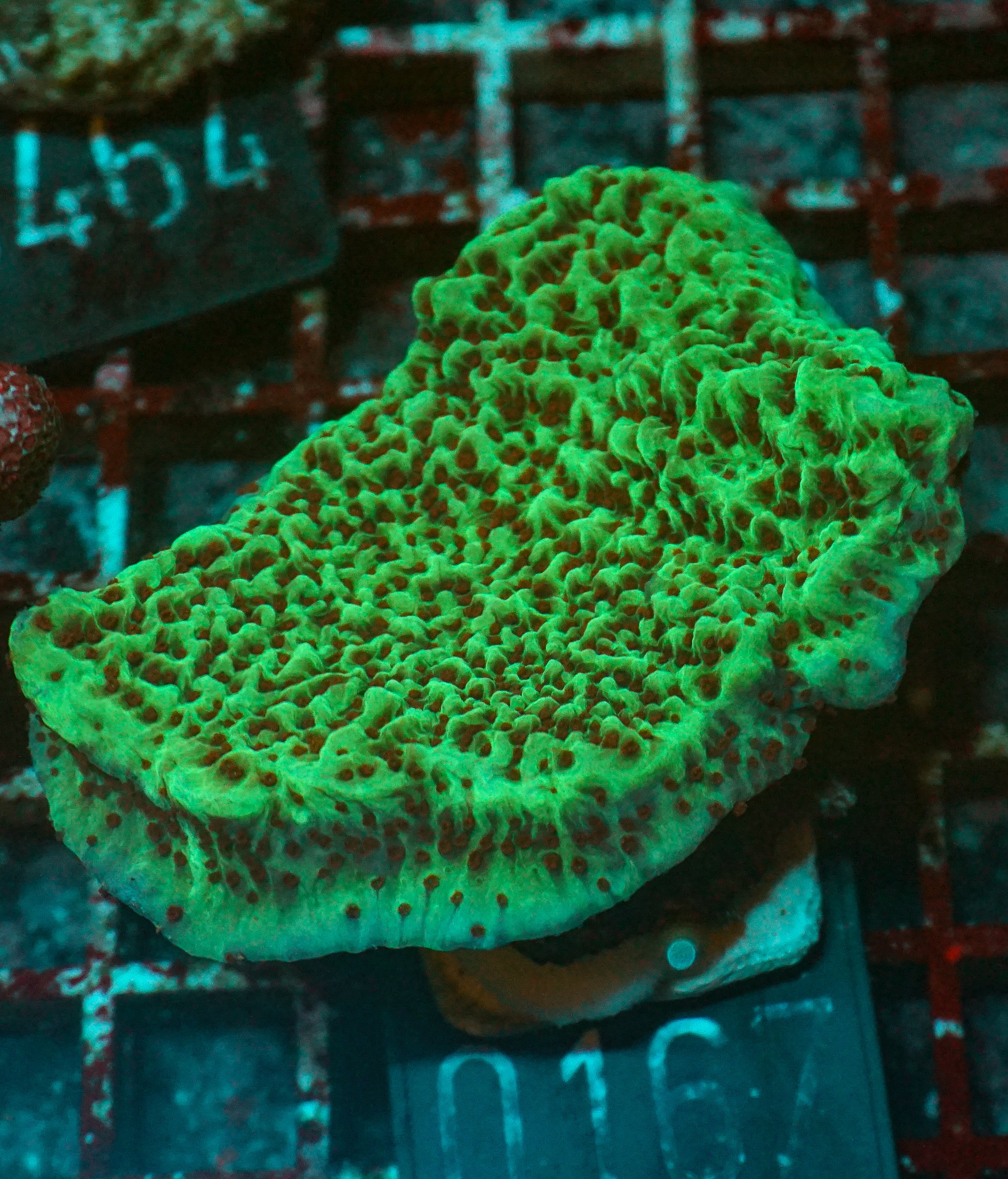 Montipora undata "Jedi mind trick"