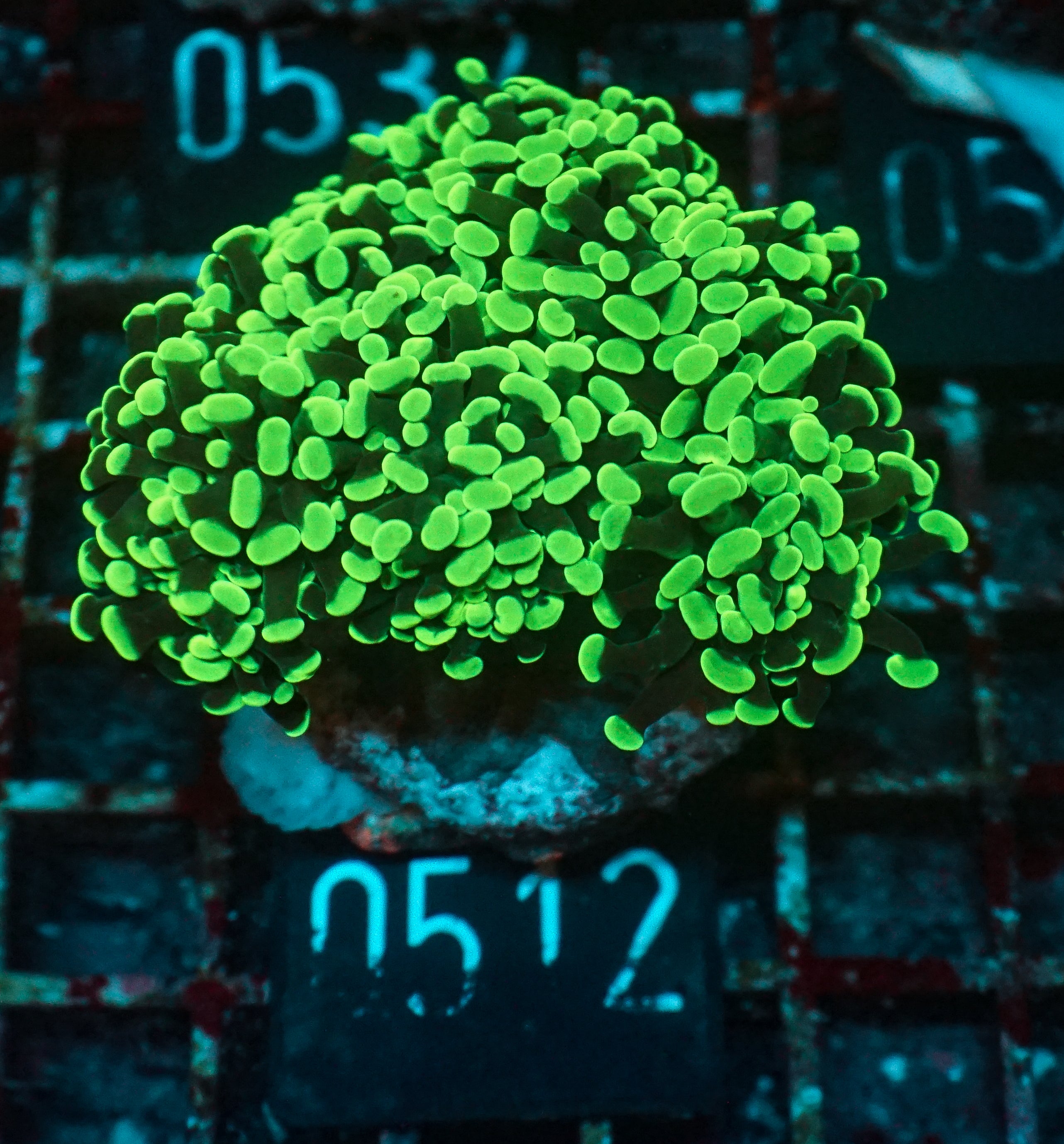 Euphyllia/Fimbriaphyllia paraancora