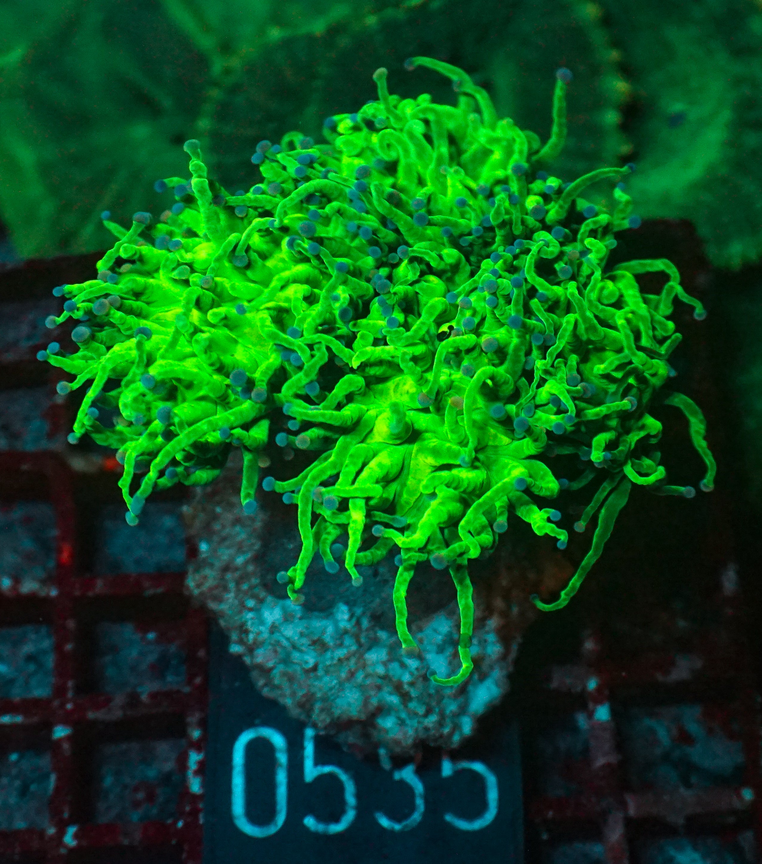 Euphyllia glabrescens "toxic green" ultra