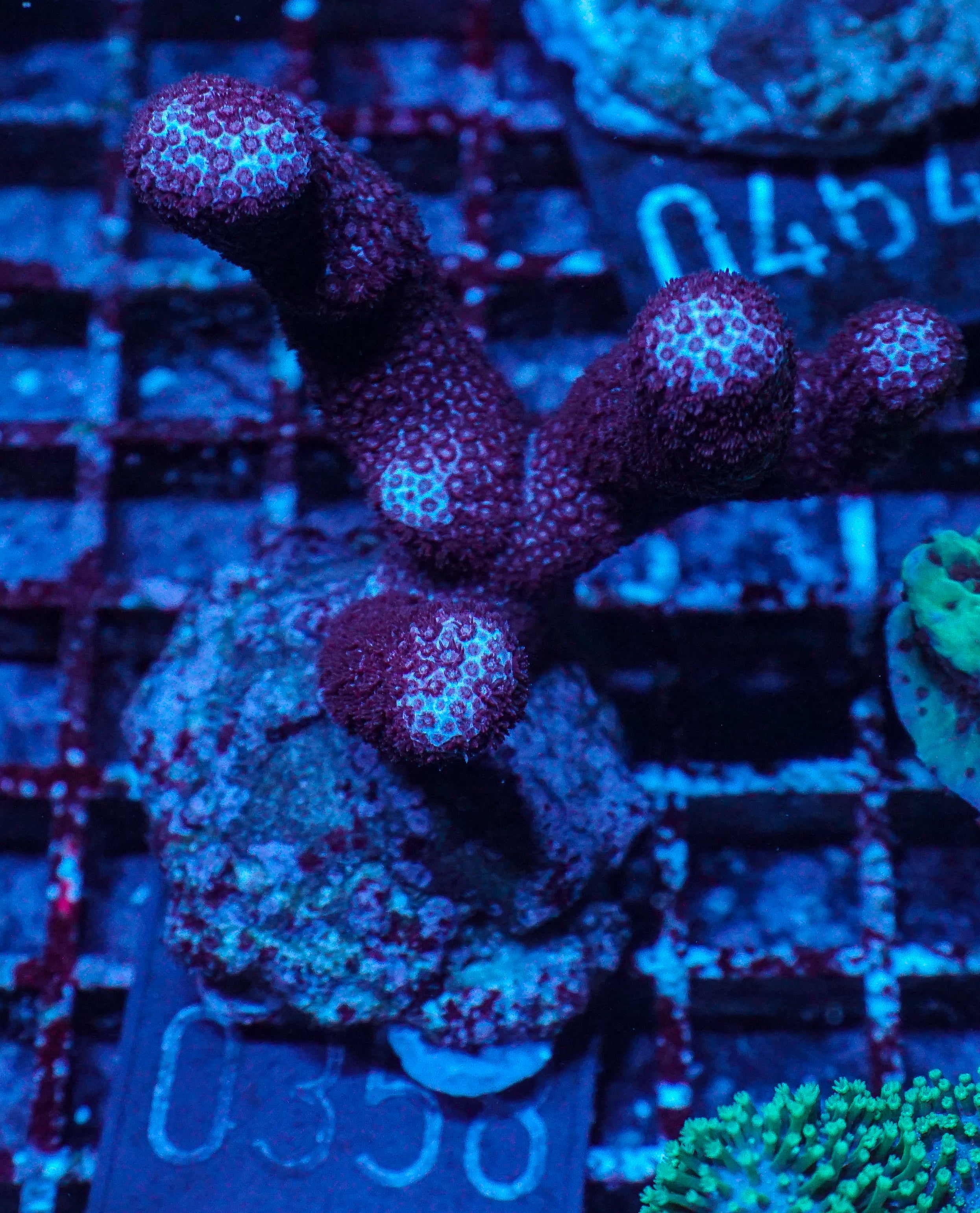 Porites sp. "Château Lafite"