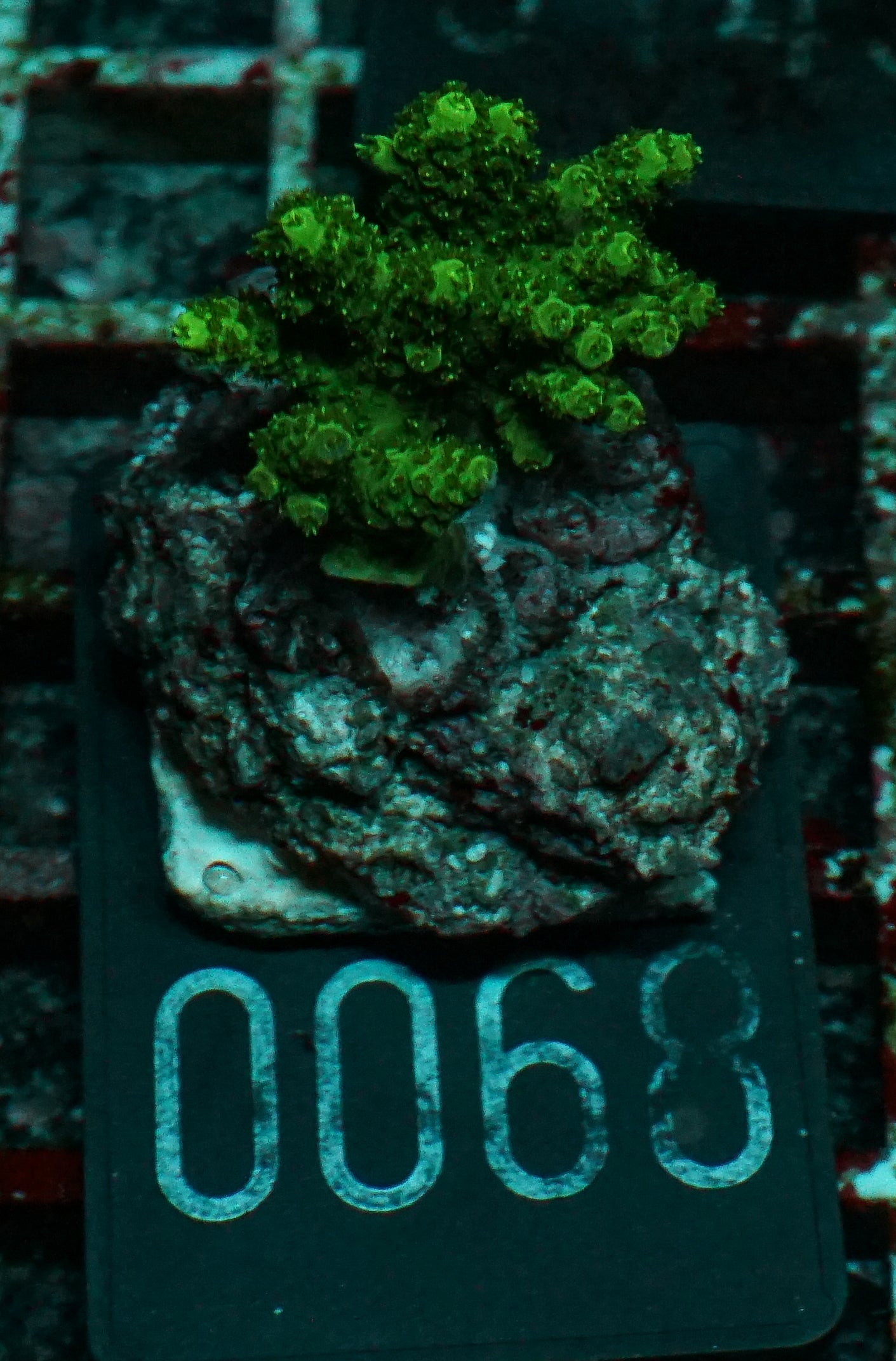 Acropora hyacinthus “green forest”