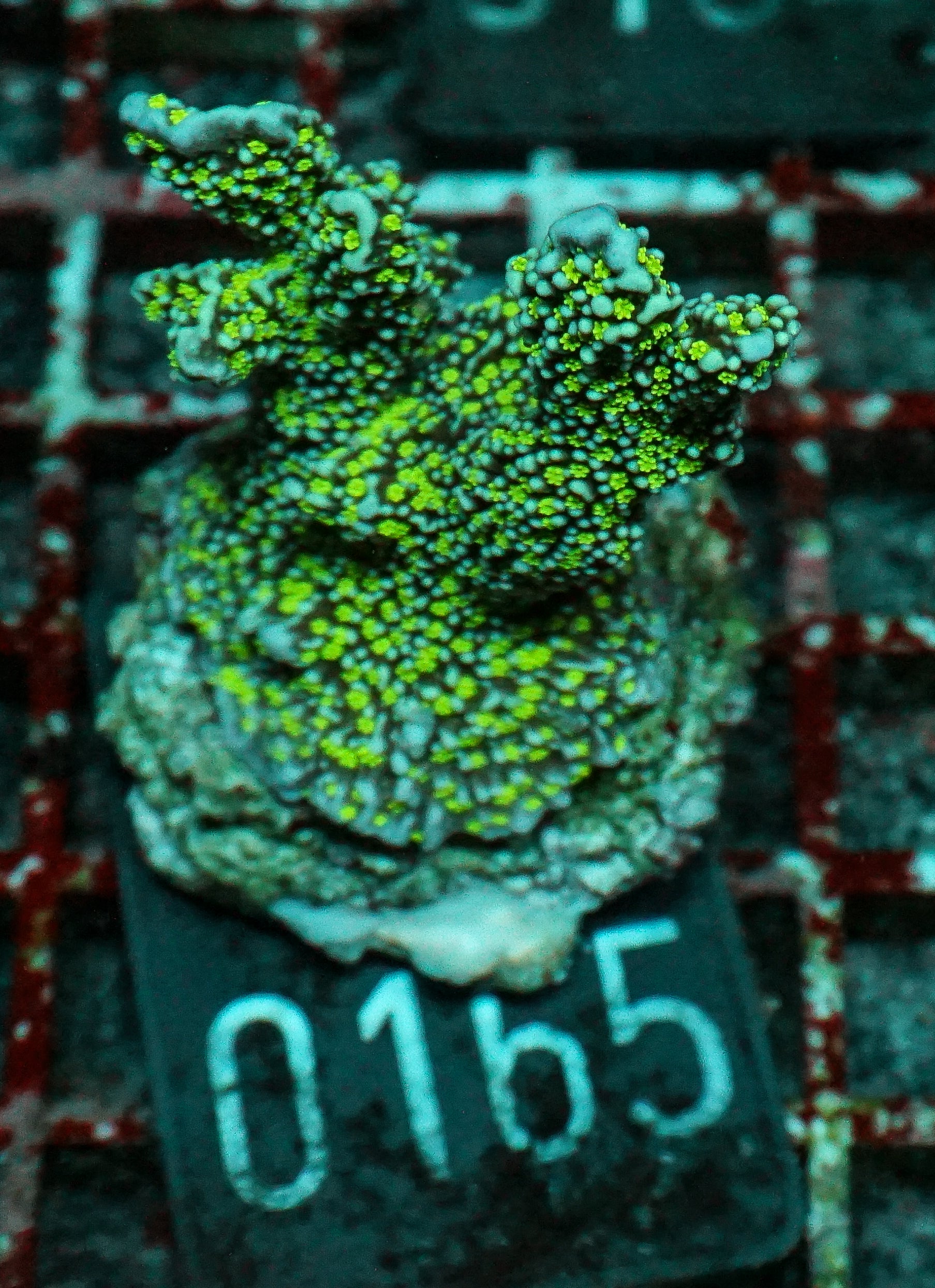 Montipora carinata “Star Wars”