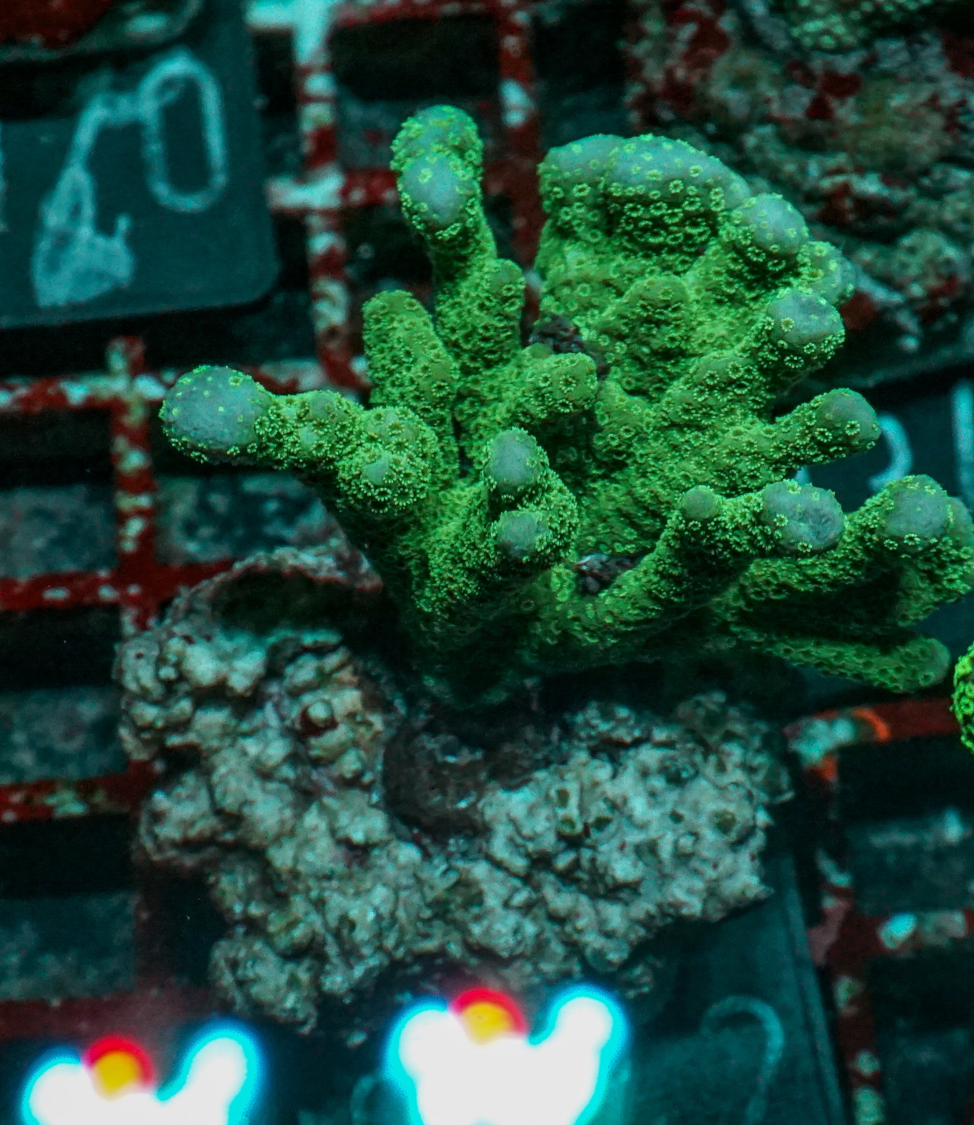 Montipora digitata grün