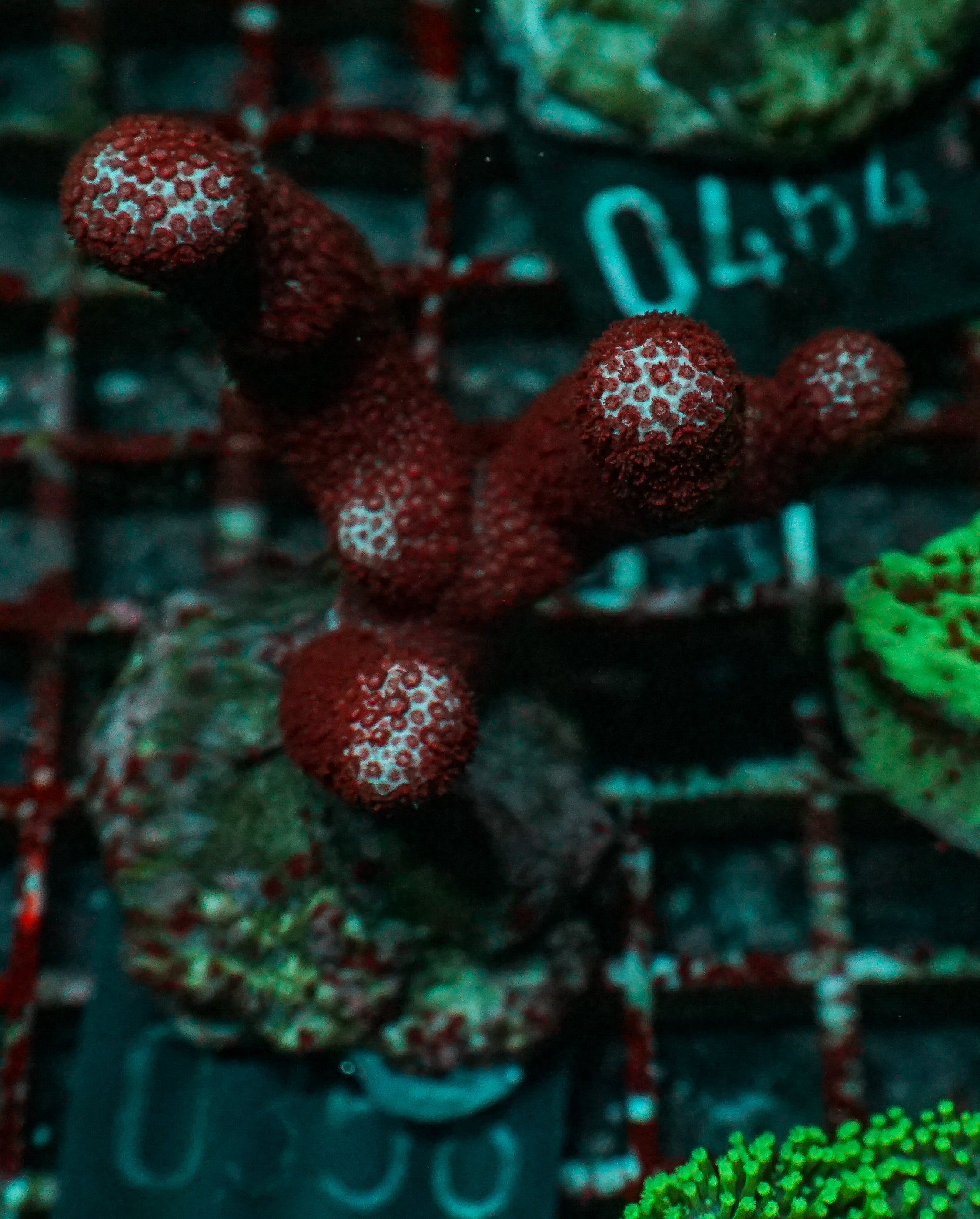 Porites sp. "Château Lafite"