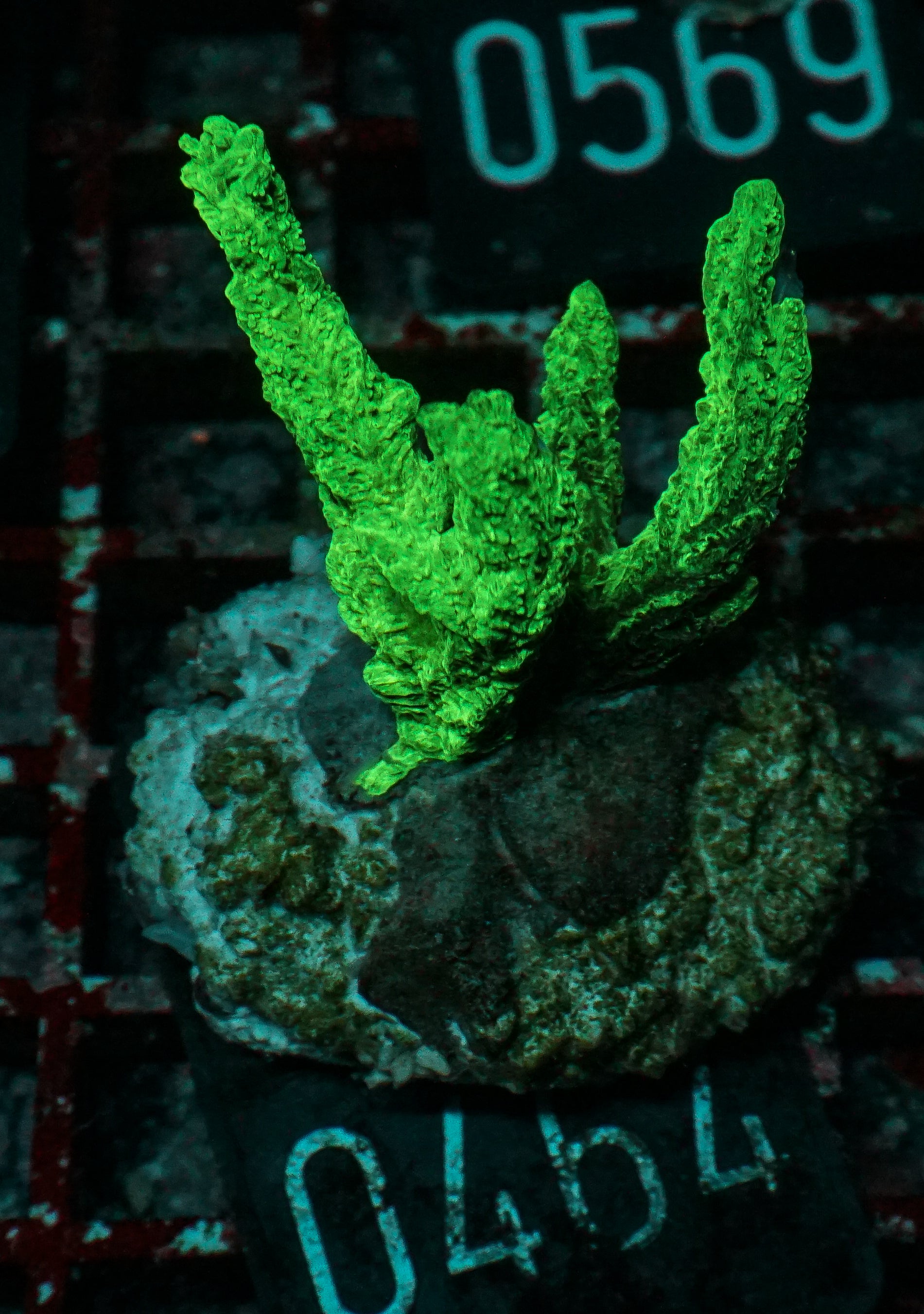 Hydnophora rigida "ultra"