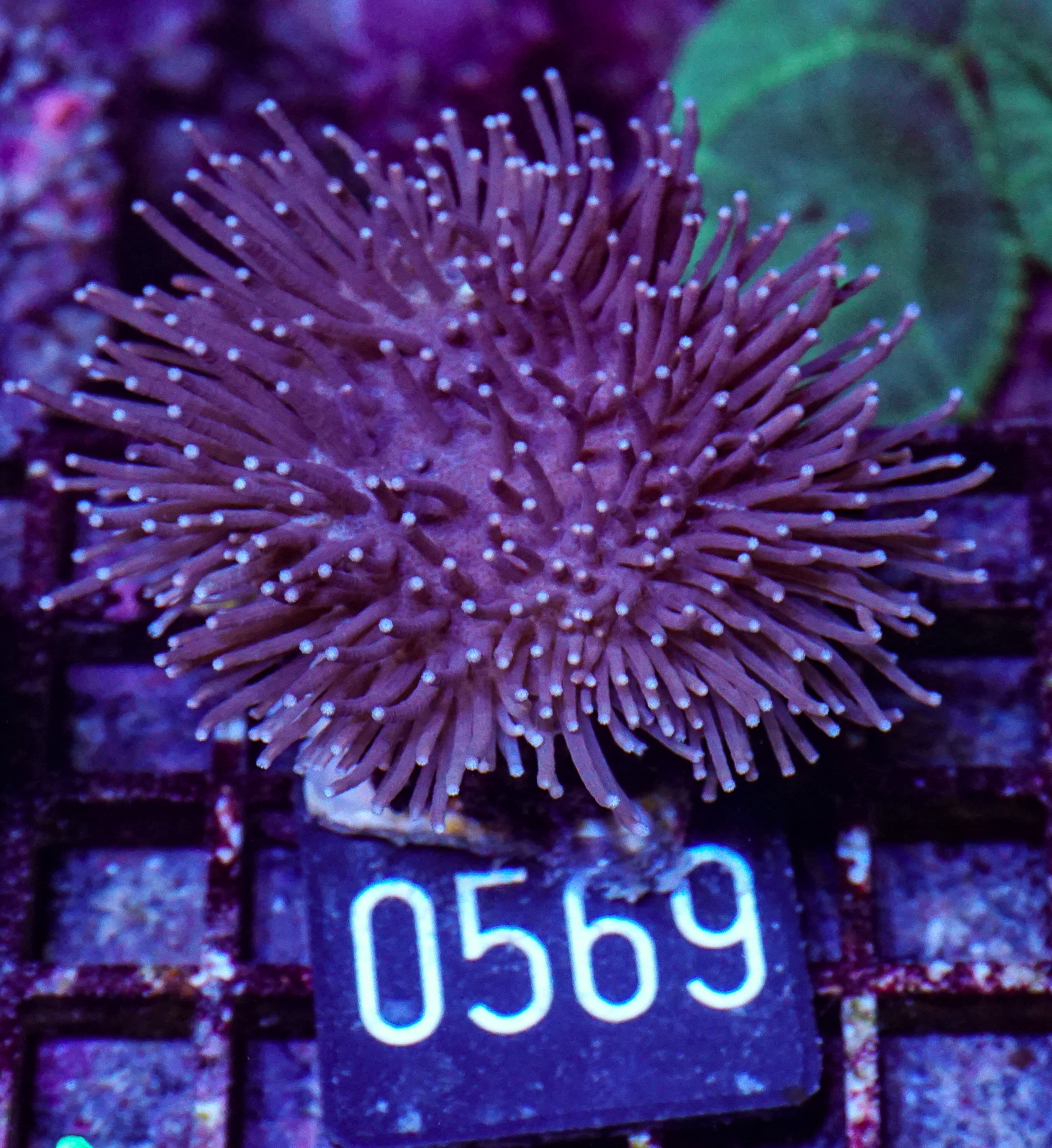 Sarcophyton ehrenbergi