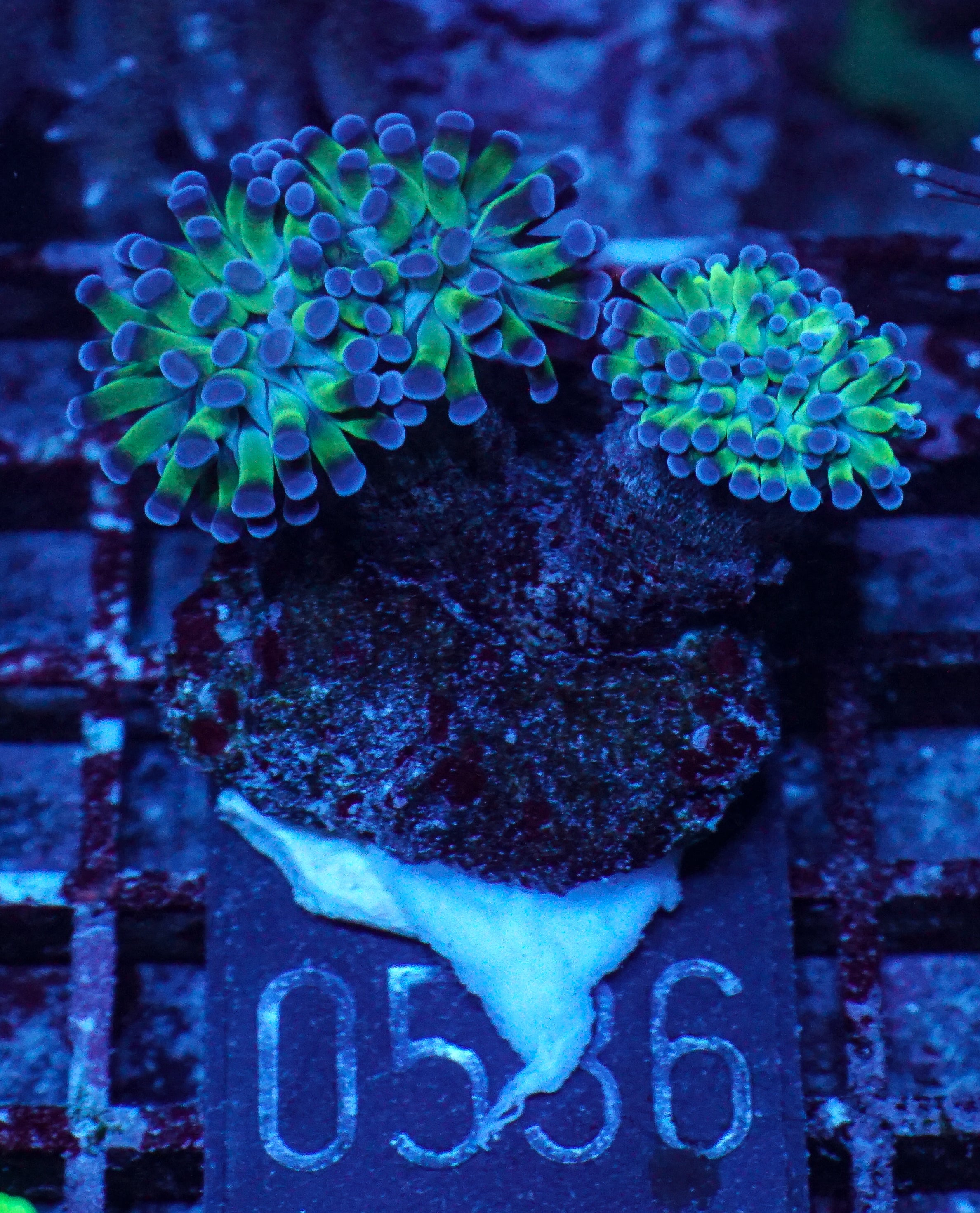 Euphyllia/Fimbriaphyllia paraancora