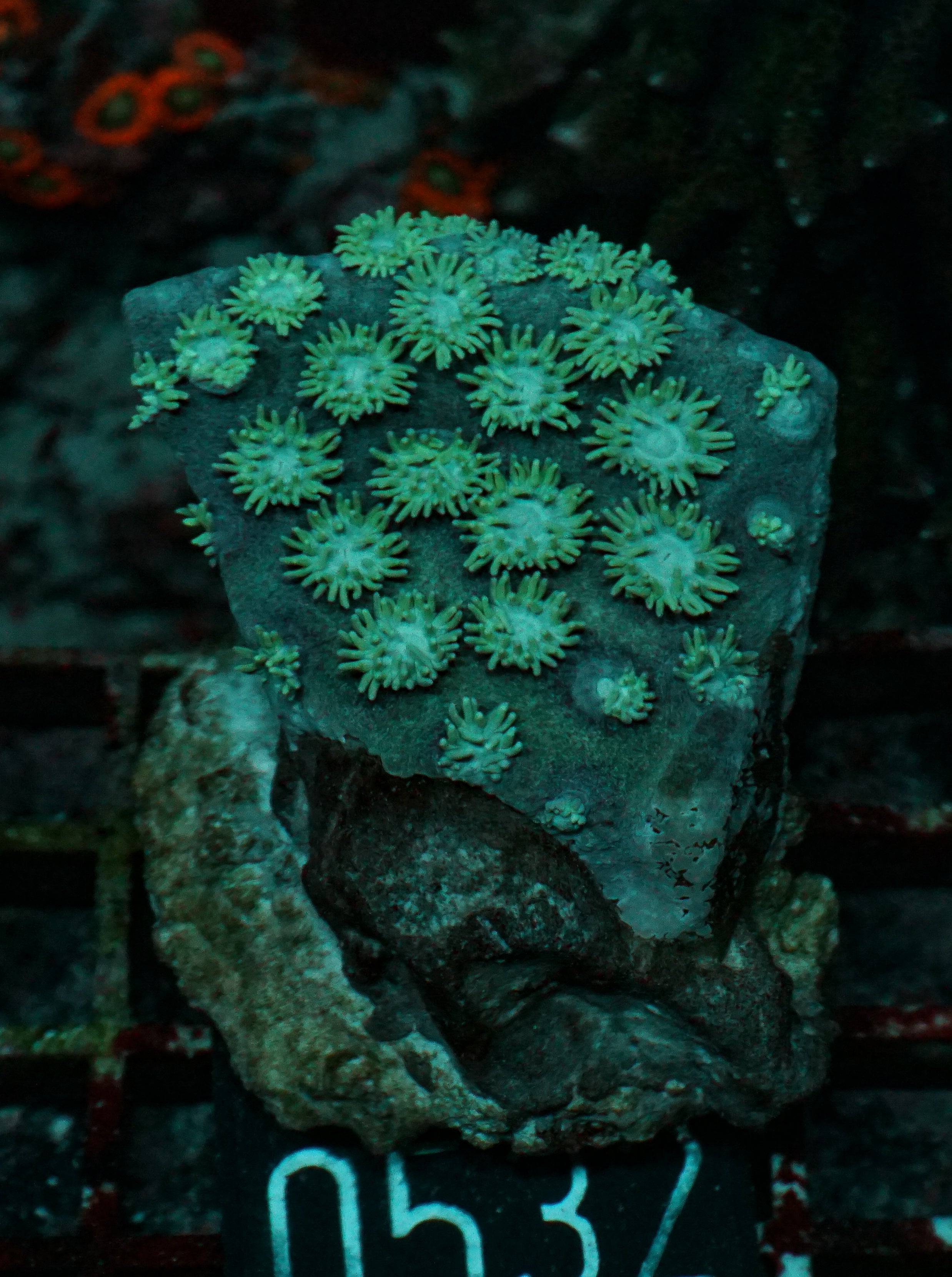 Duncanopsammia axifuga “Bearded Coral”