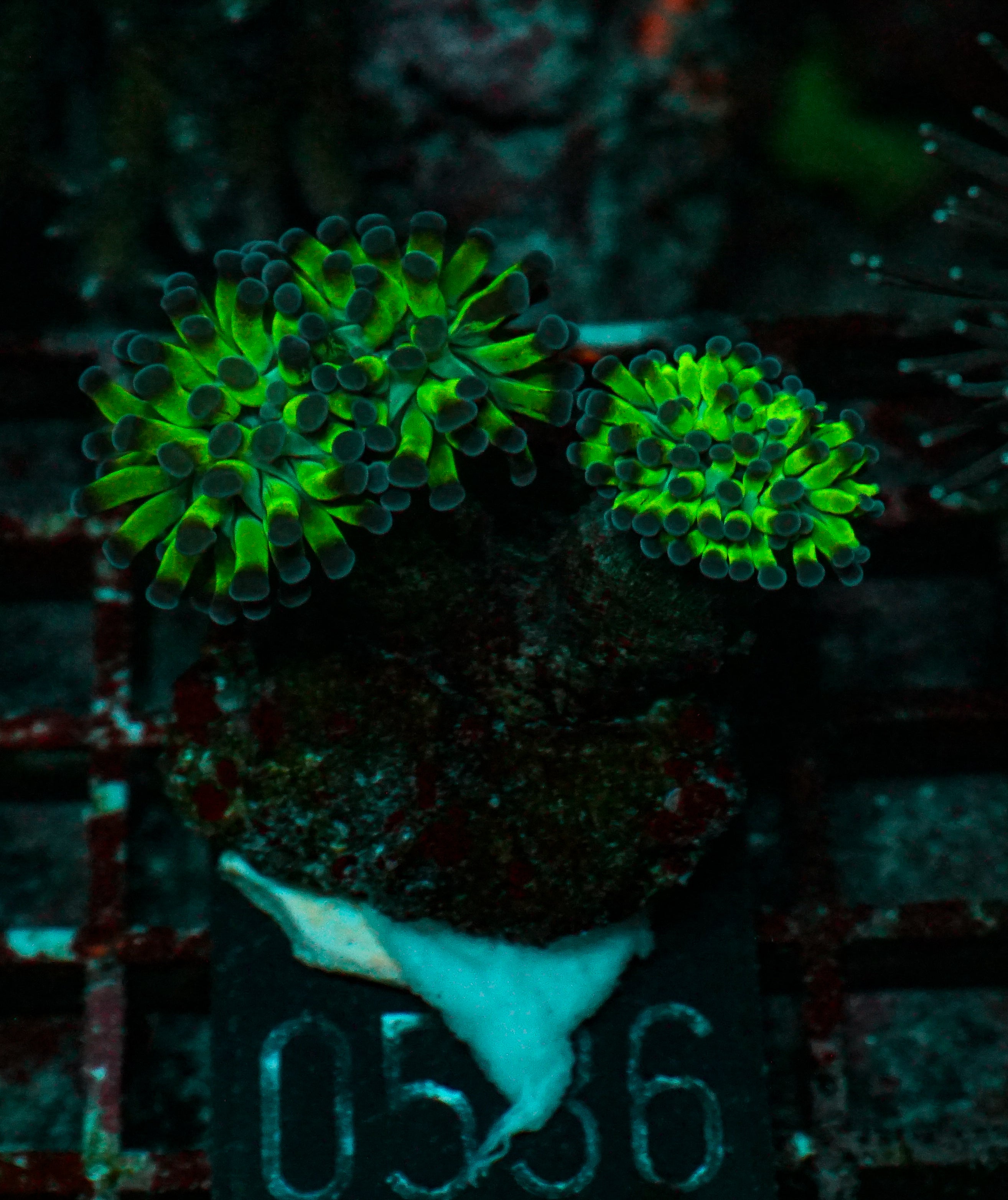 Euphyllia/Fimbriaphyllia paraancora