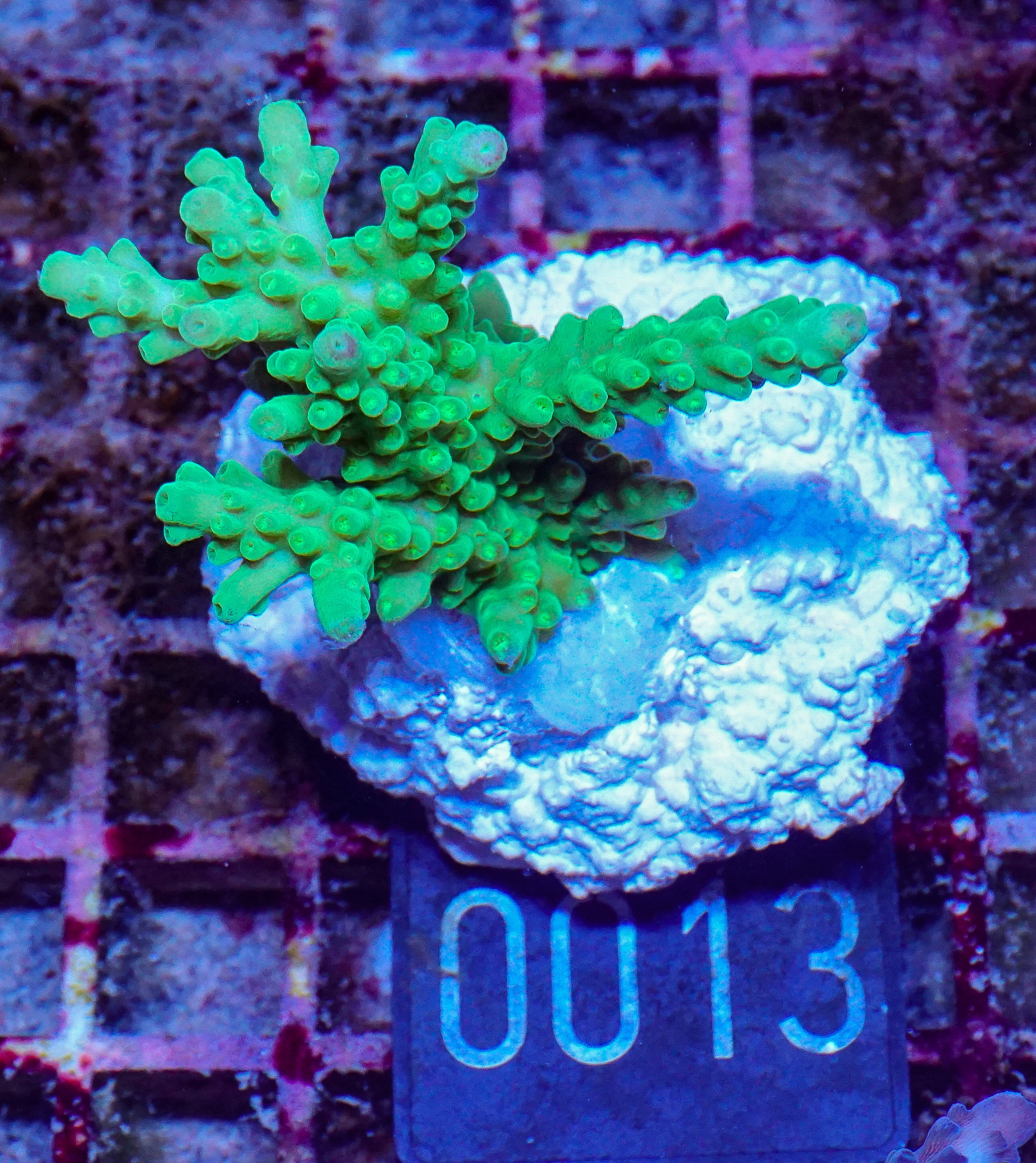 Acropora austera “golden age”