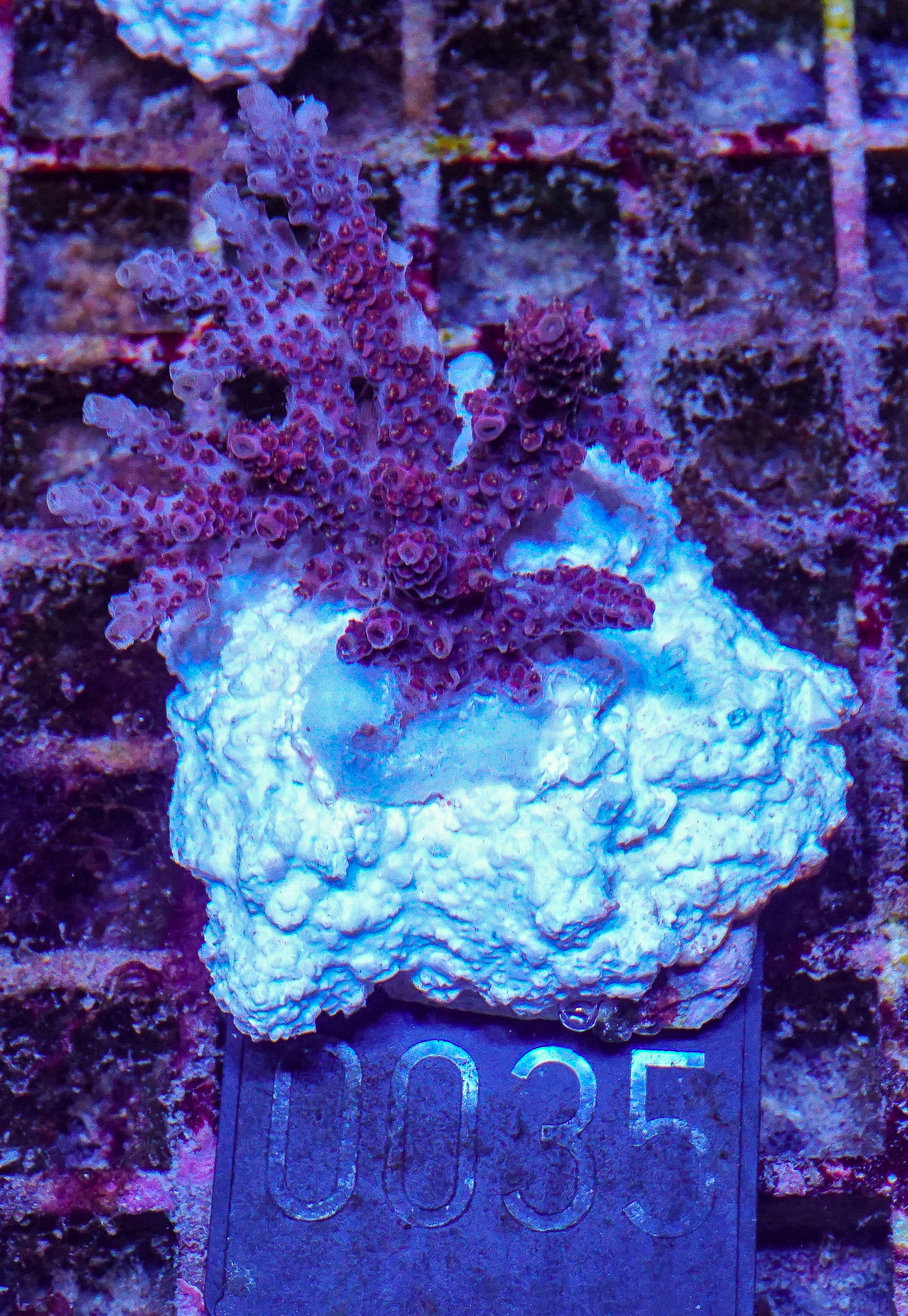 Acropora hyacinthus "pink lady"