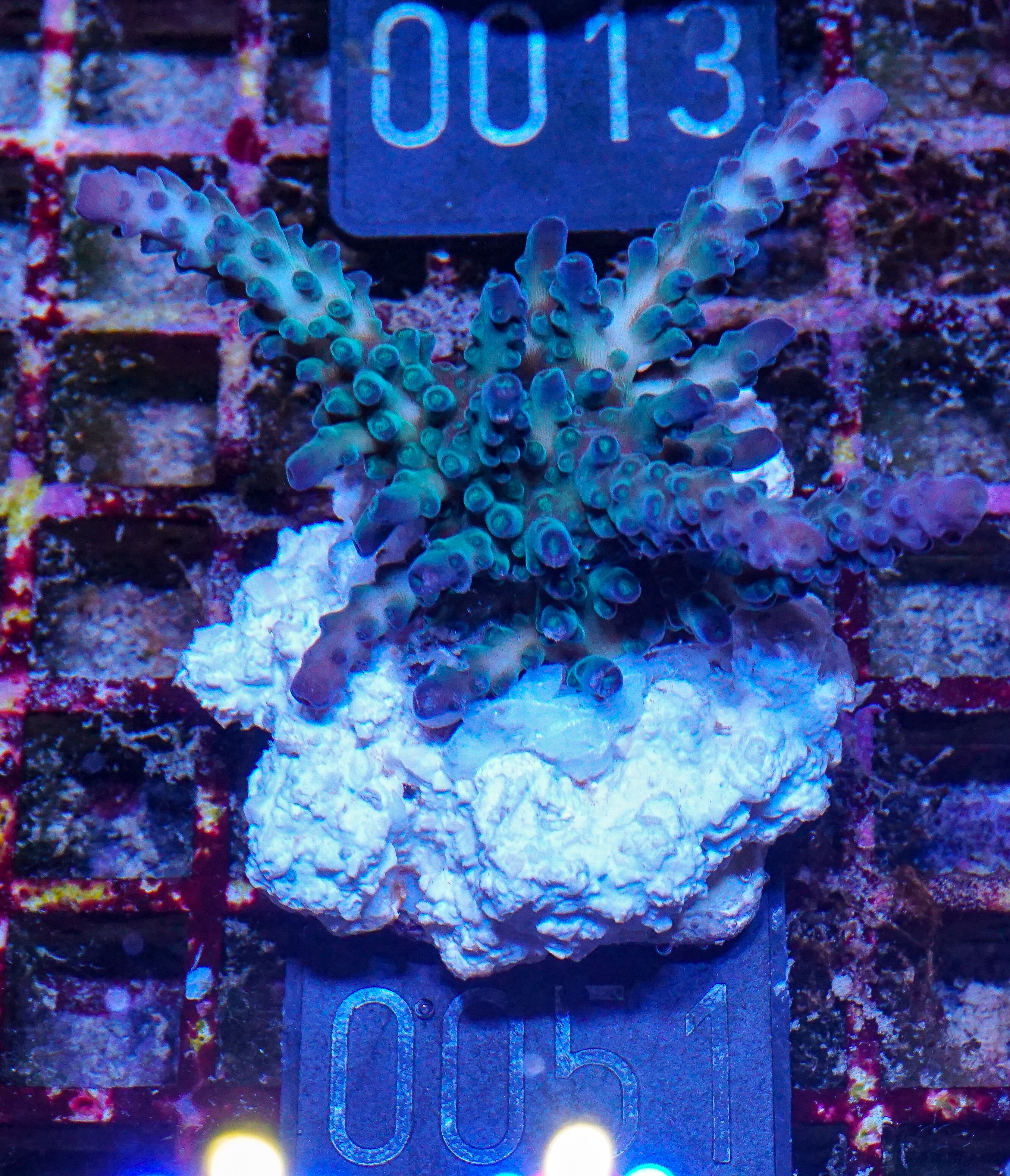 Acropora tortuosa "turquoise"