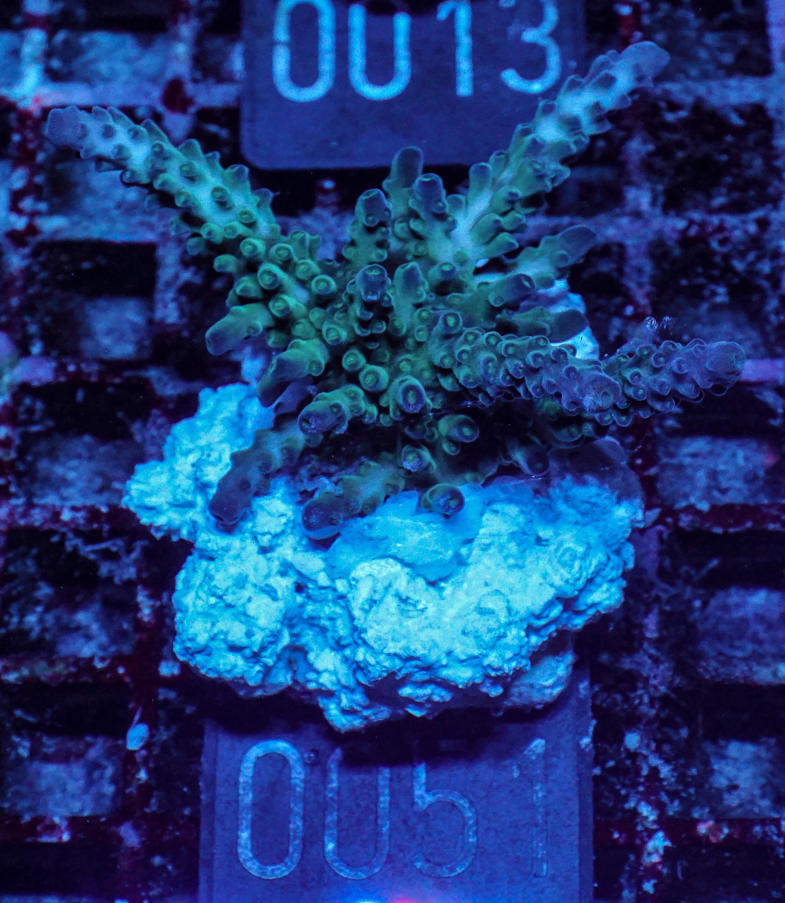 Acropora tortuosa "turquoise"