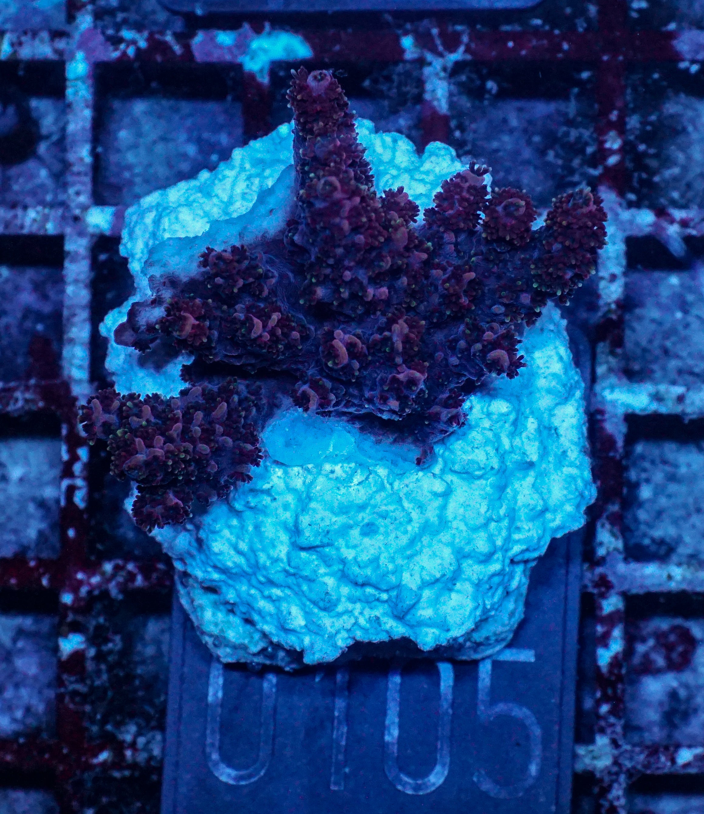 Acropora hyacinthus "pink lady"