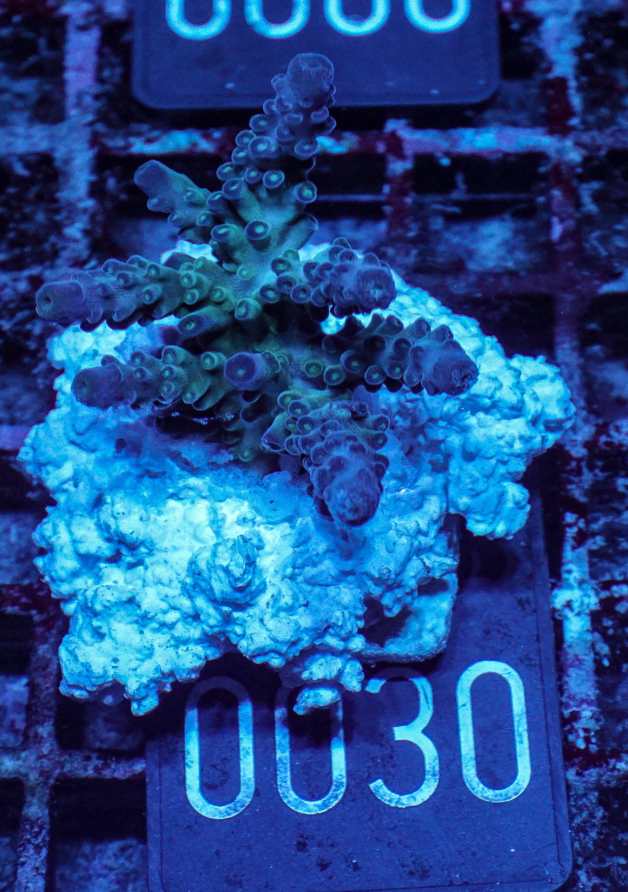 Acropora tortuosa "turquoise"
