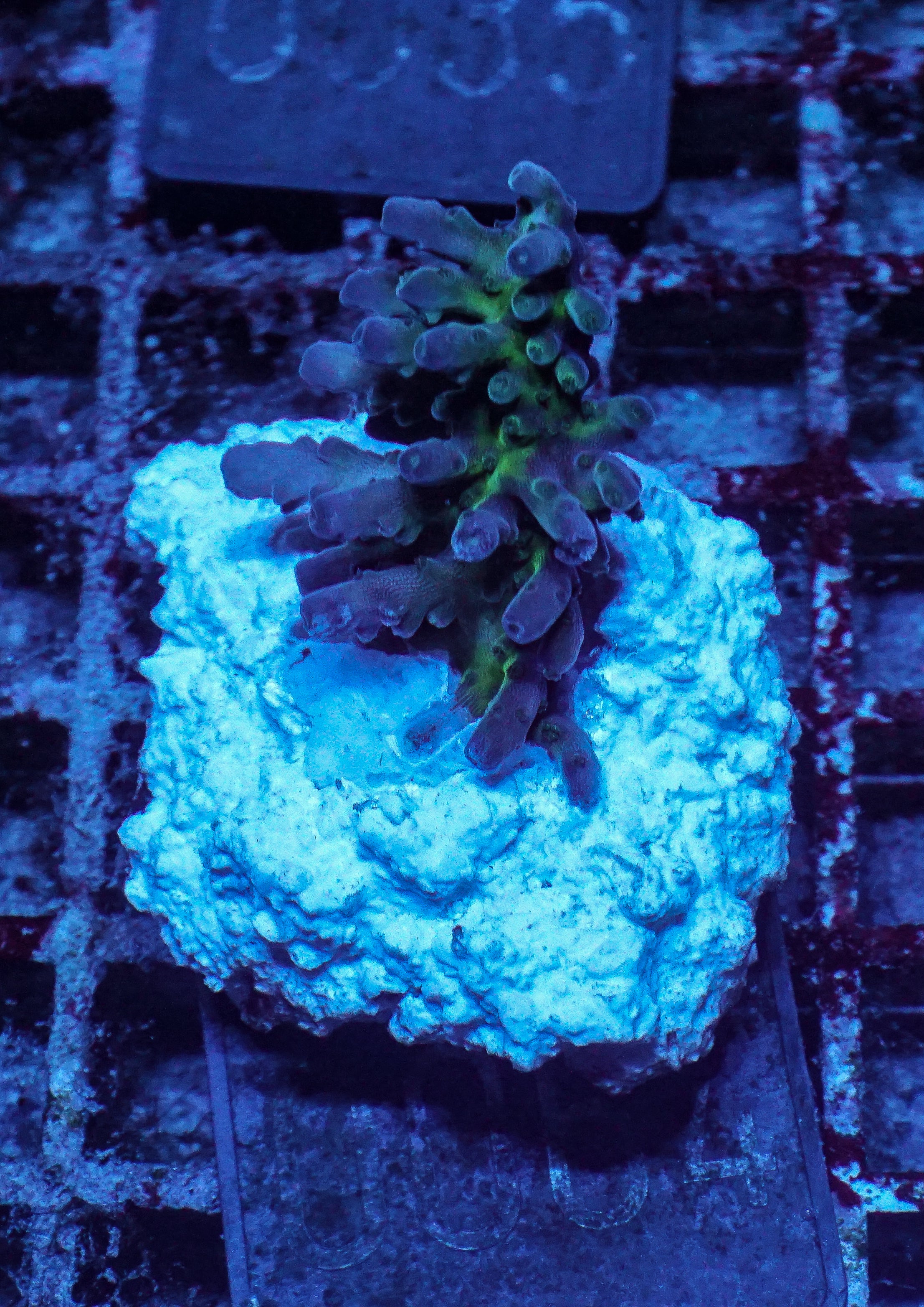 Acropora tortuosa "turquoise"