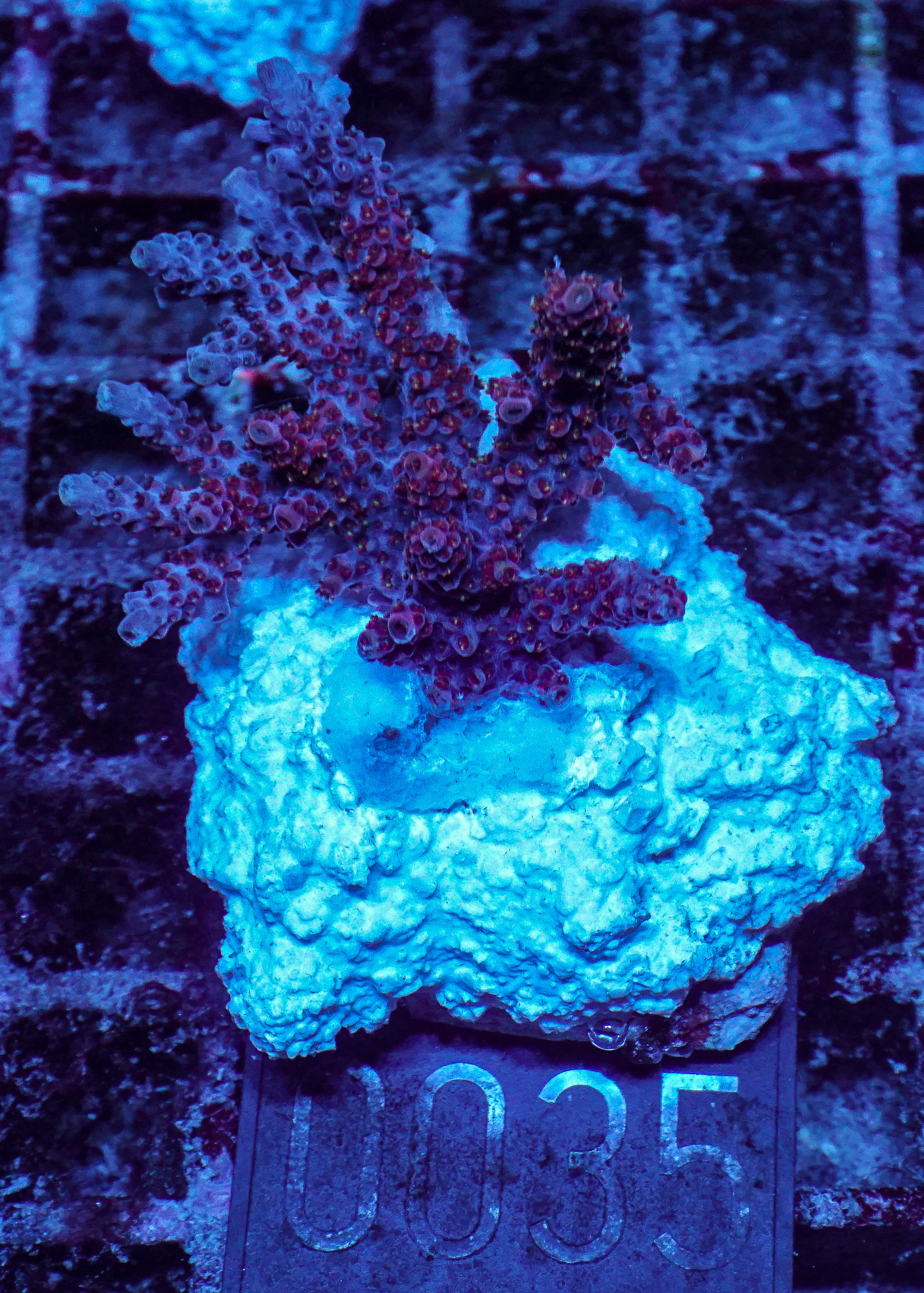Acropora hyacinthus "pink lady"