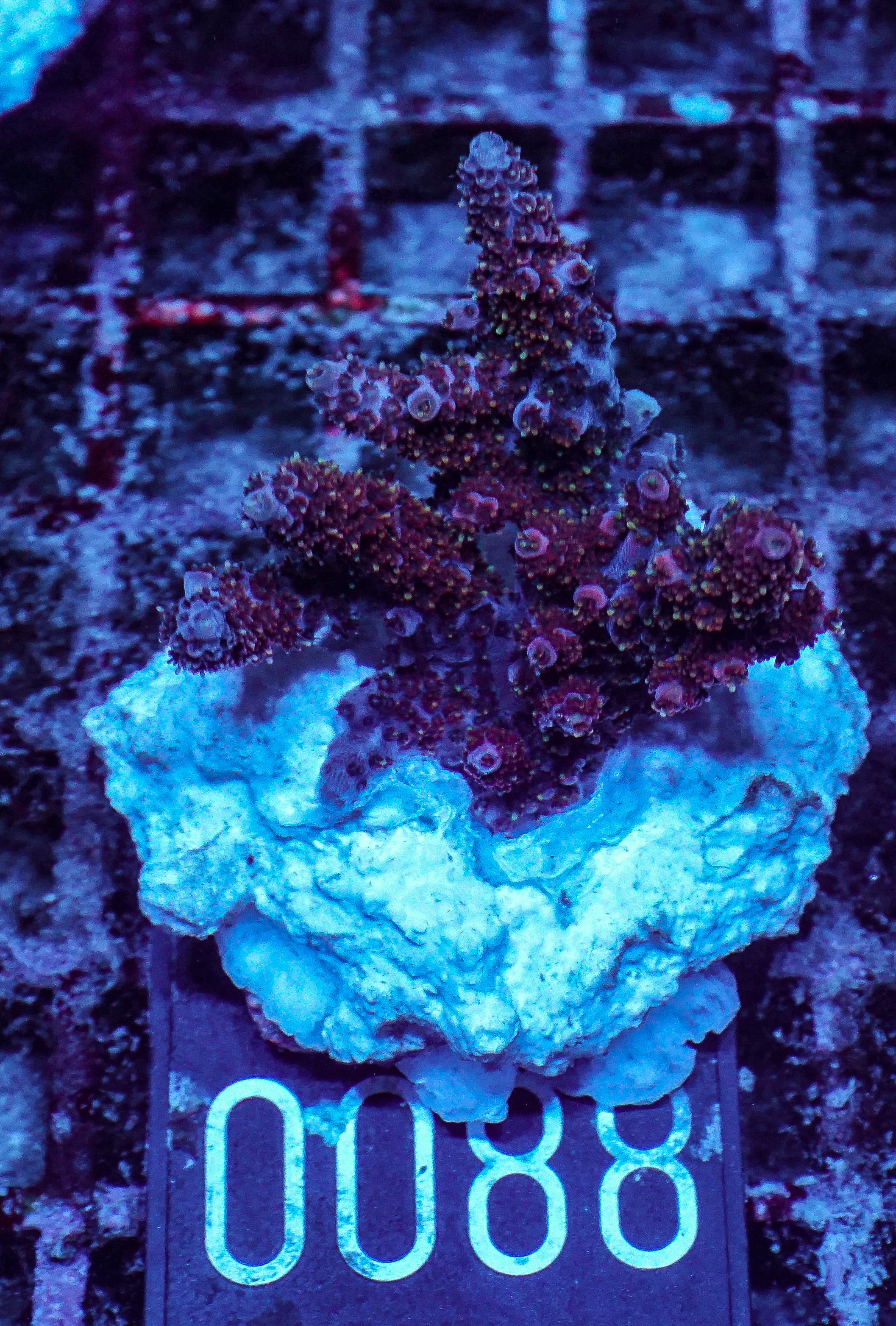 Acropora hyacinthus "pink lady"