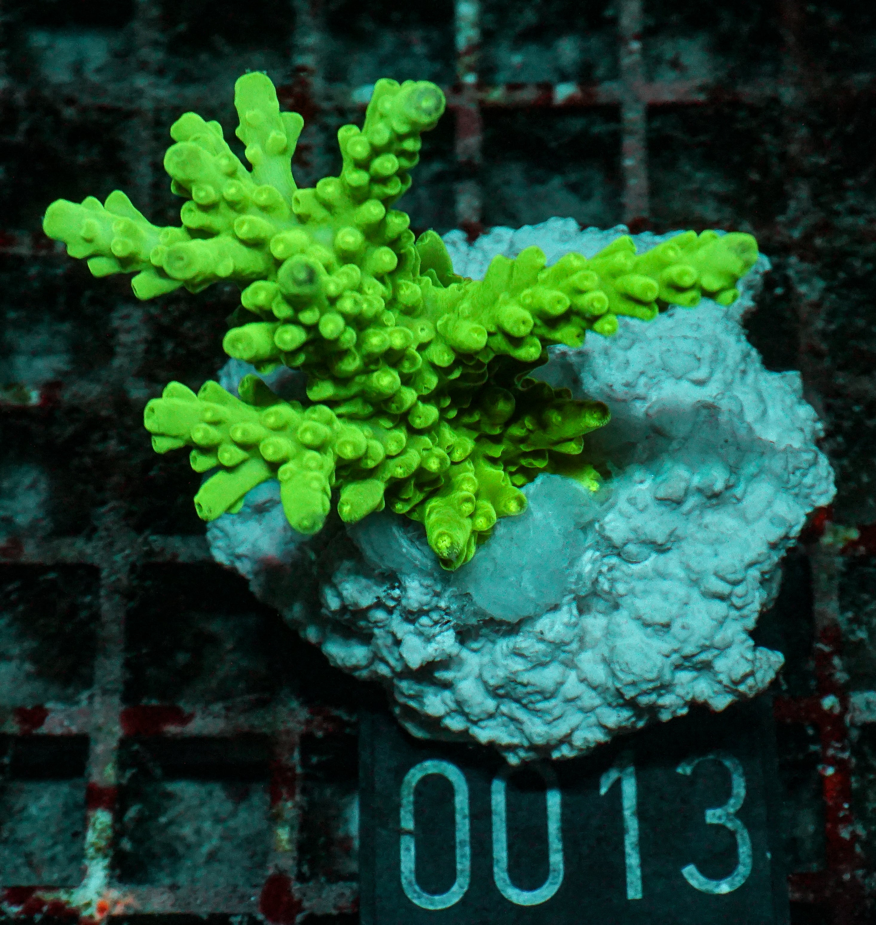 Acropora austera “golden age”