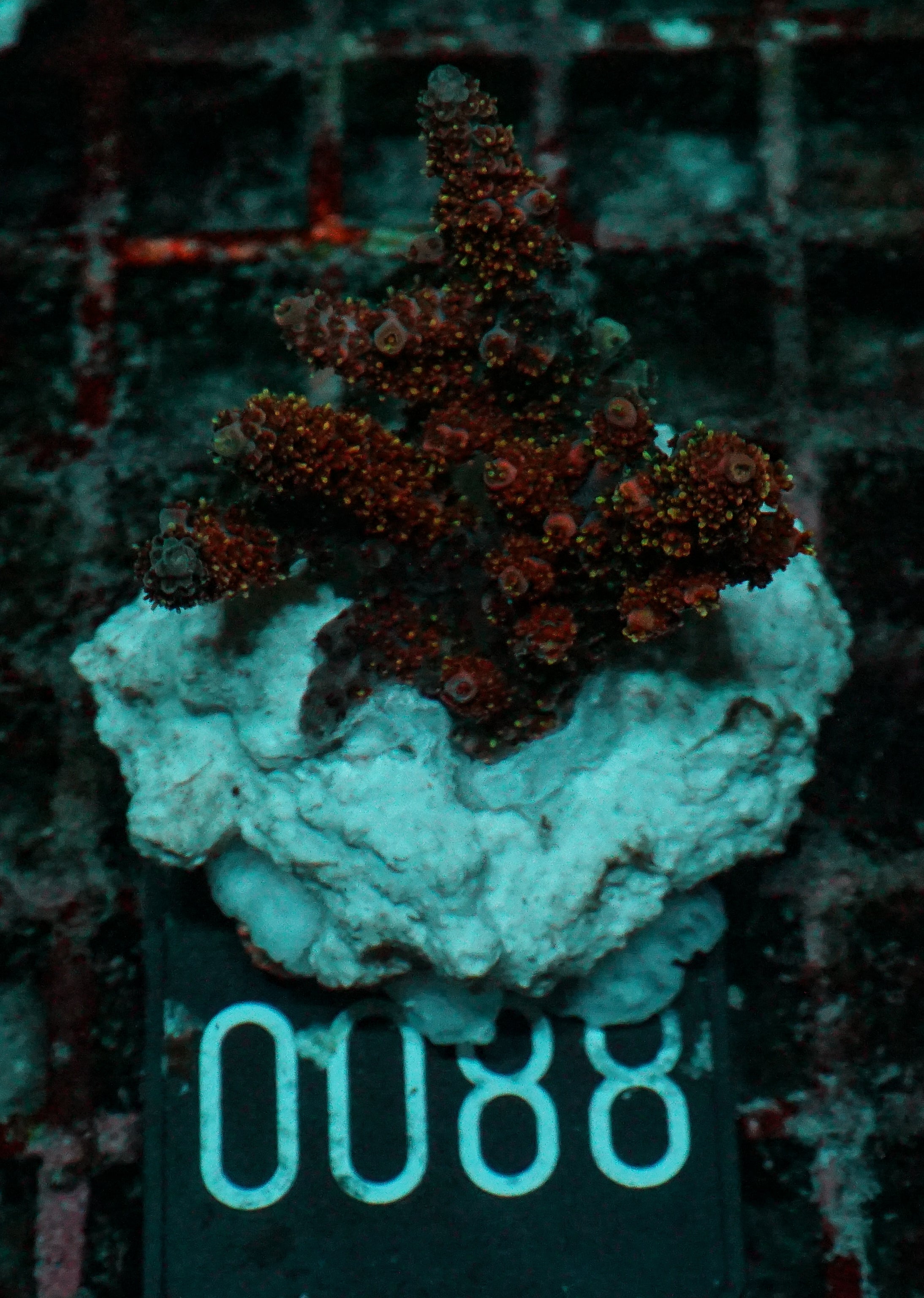 Acropora hyacinthus "pink lady"