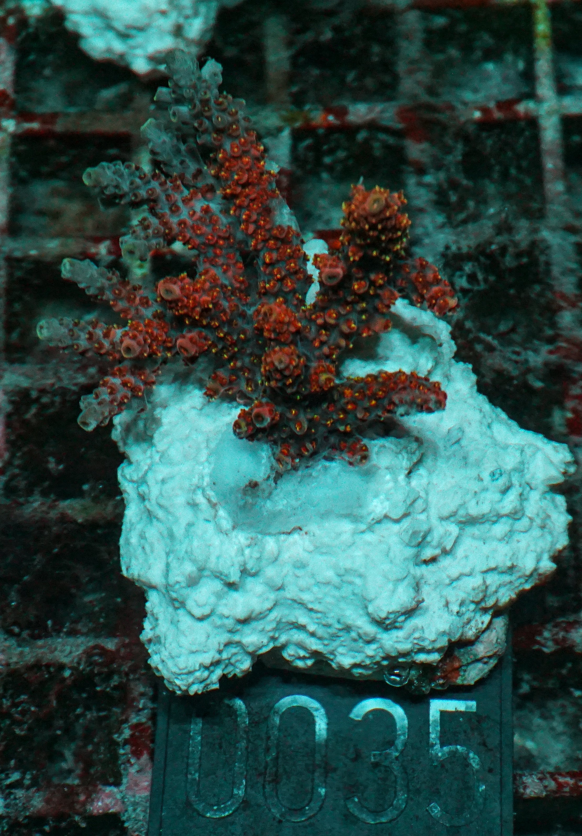 Acropora hyacinthus "pink lady"
