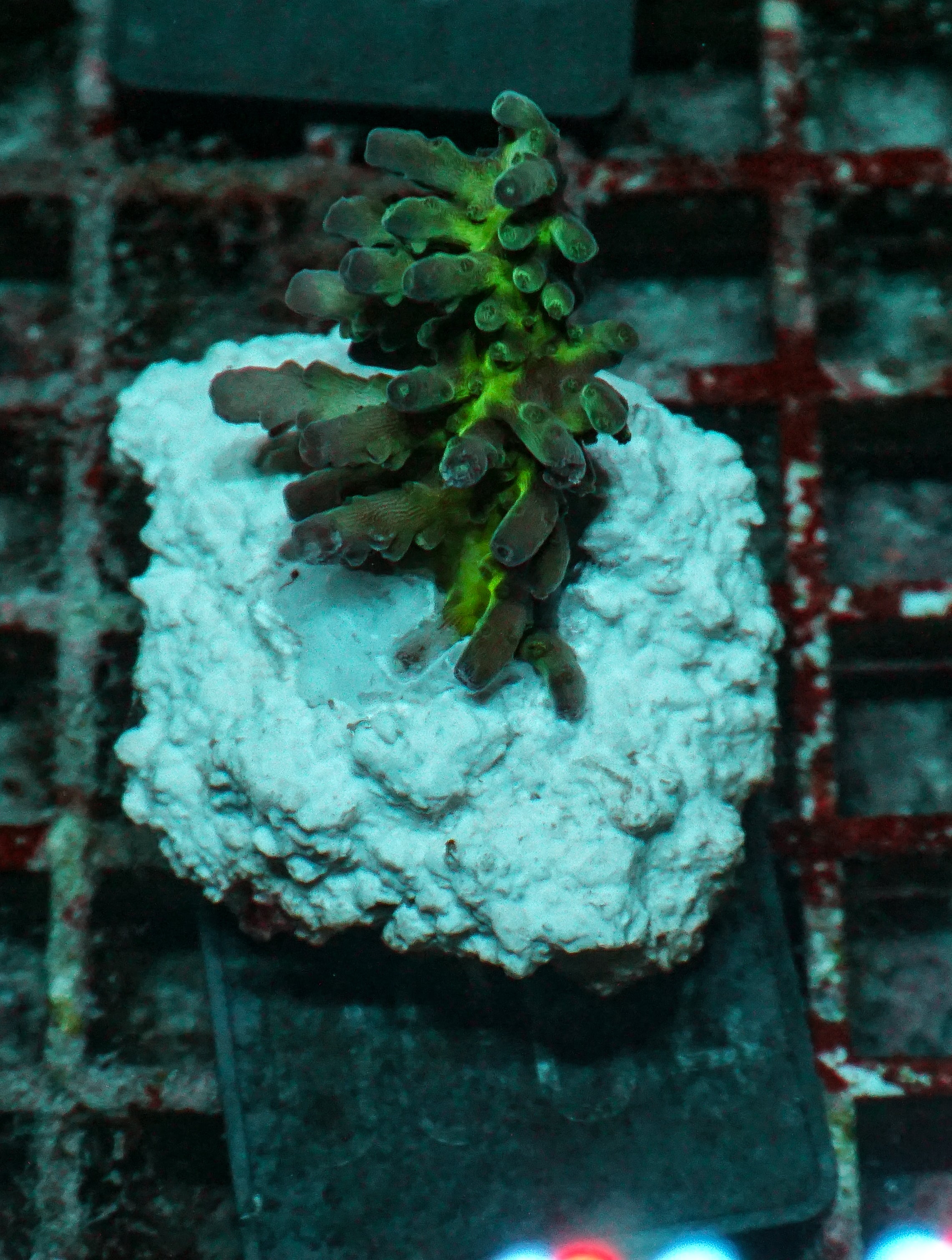 Acropora tortuosa "turquoise"
