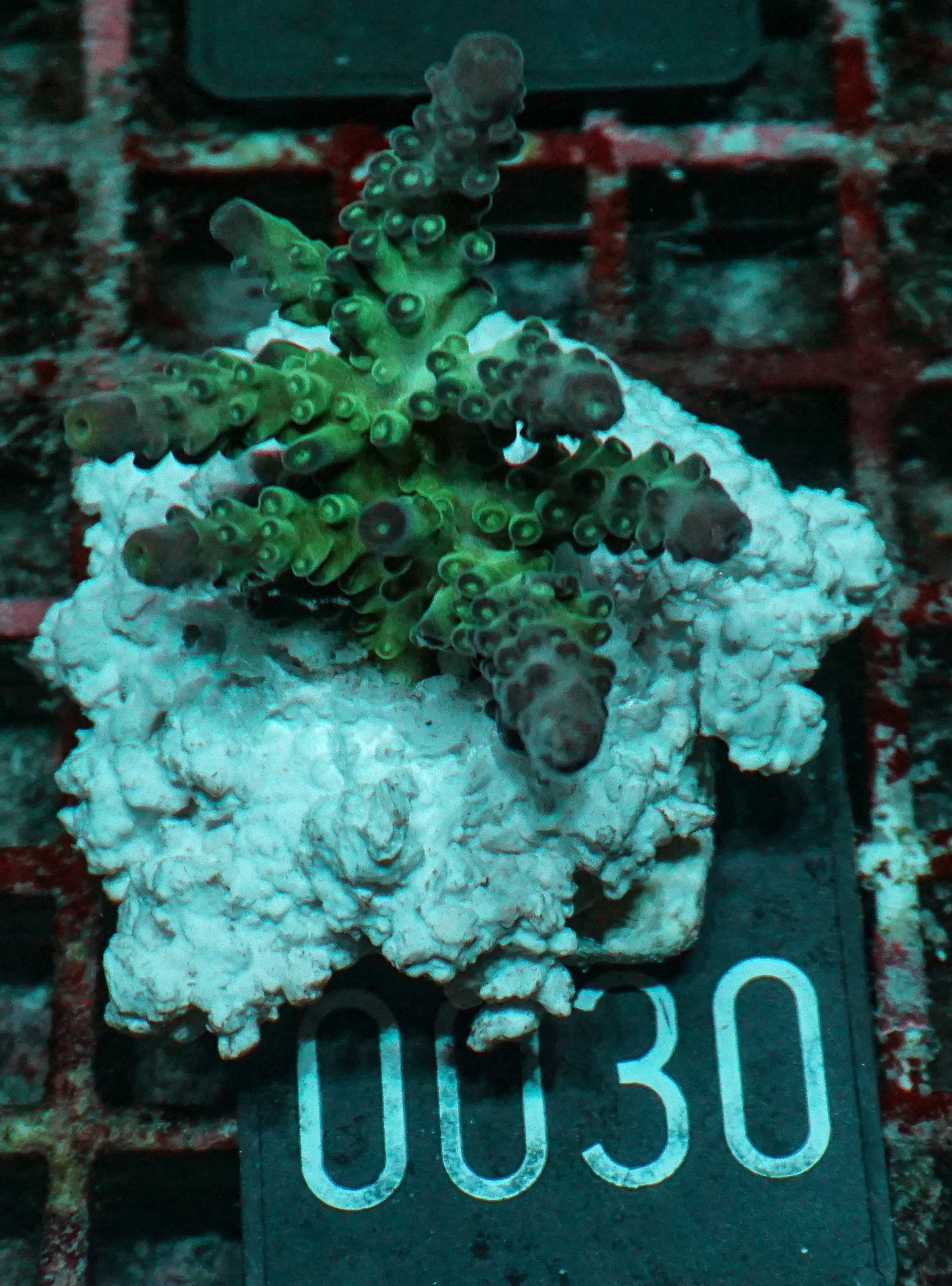 Acropora tortuosa "turquoise"