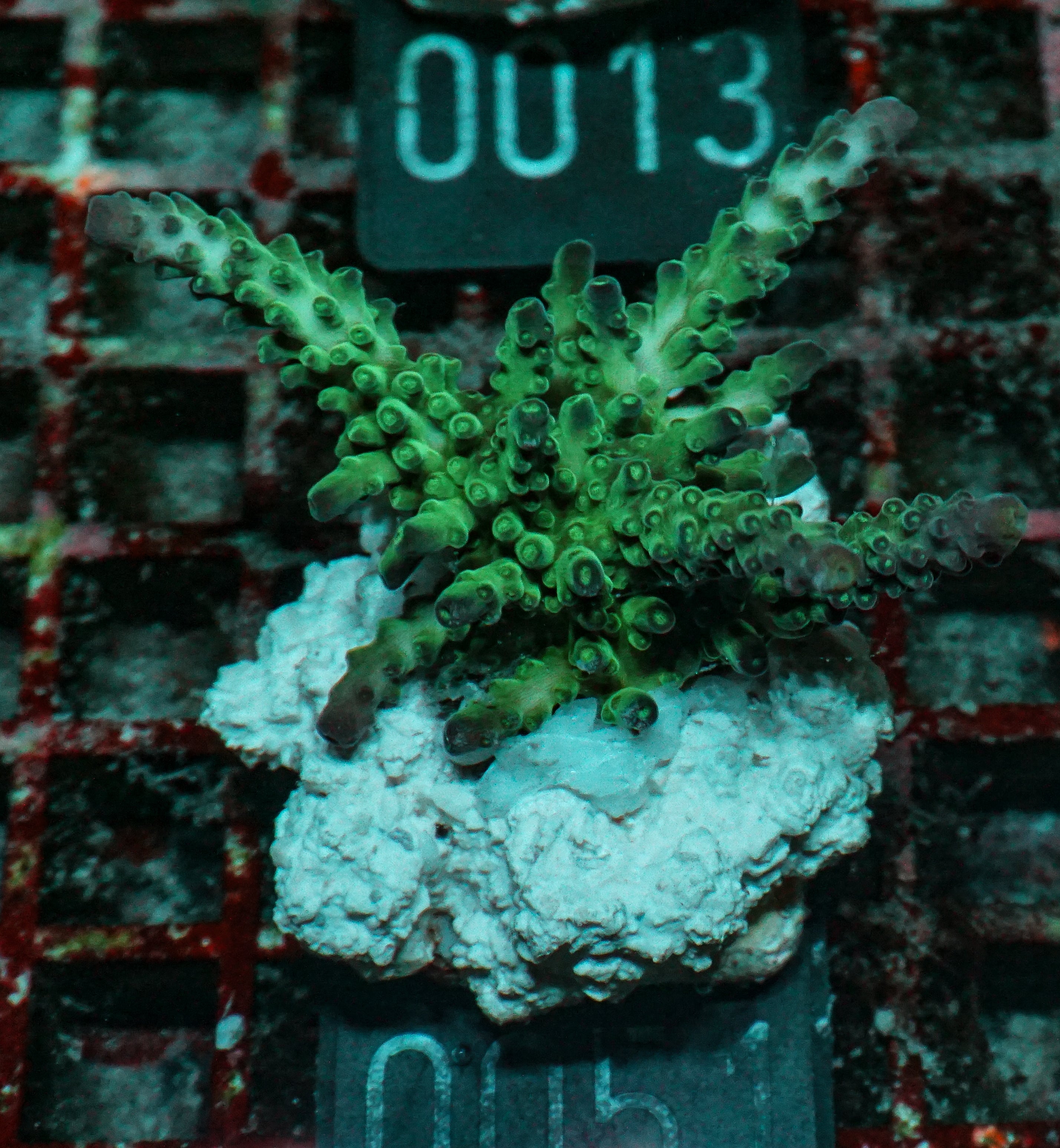 Acropora tortuosa "turquoise"