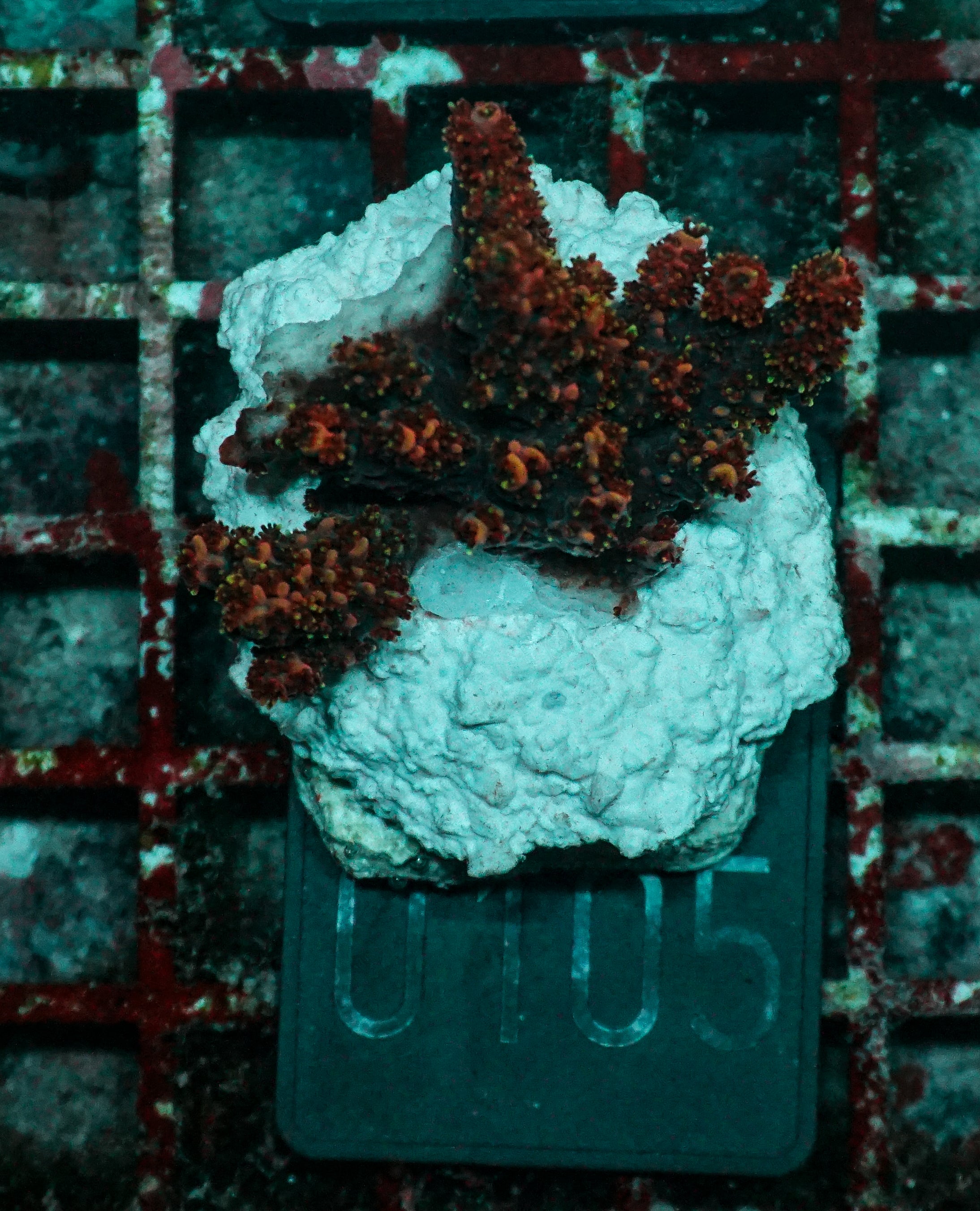 Acropora hyacinthus "pink lady"