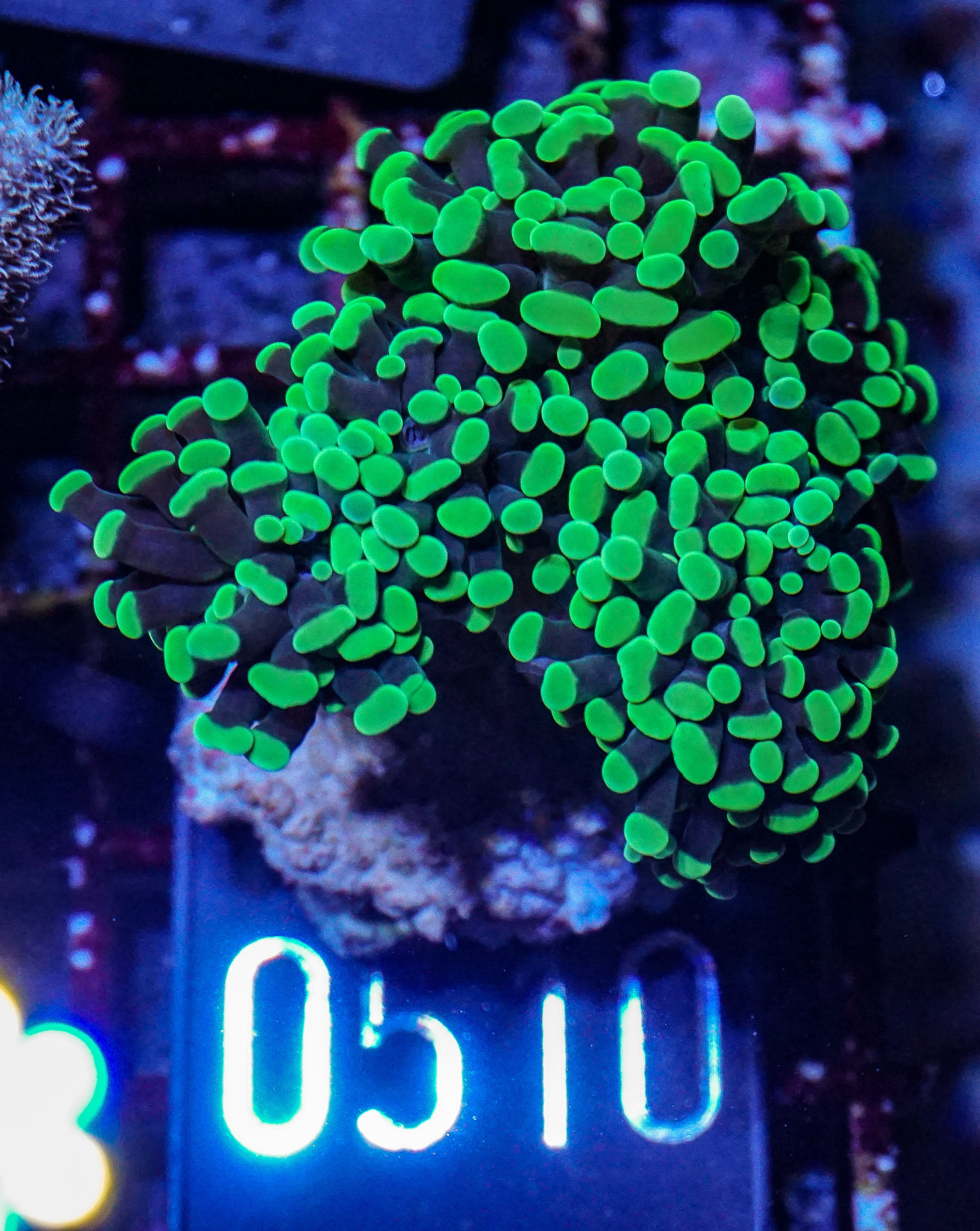 Euphyllia/Fimbriaphyllia paraancora