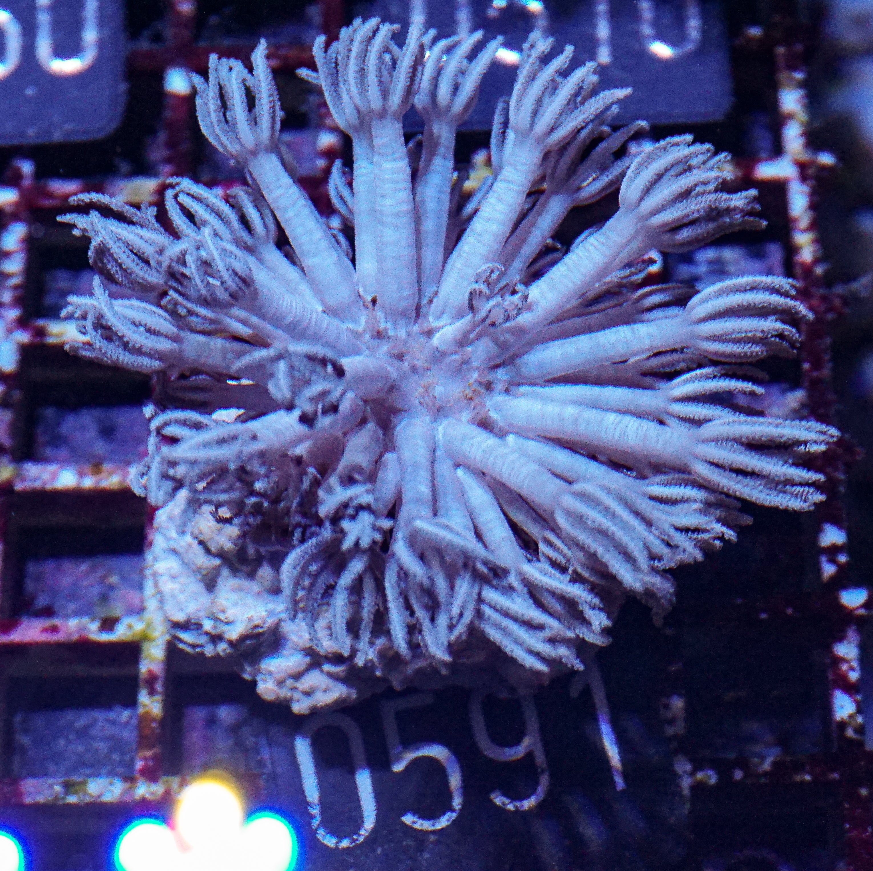 Xenia hicksoni “Xenia ball head”