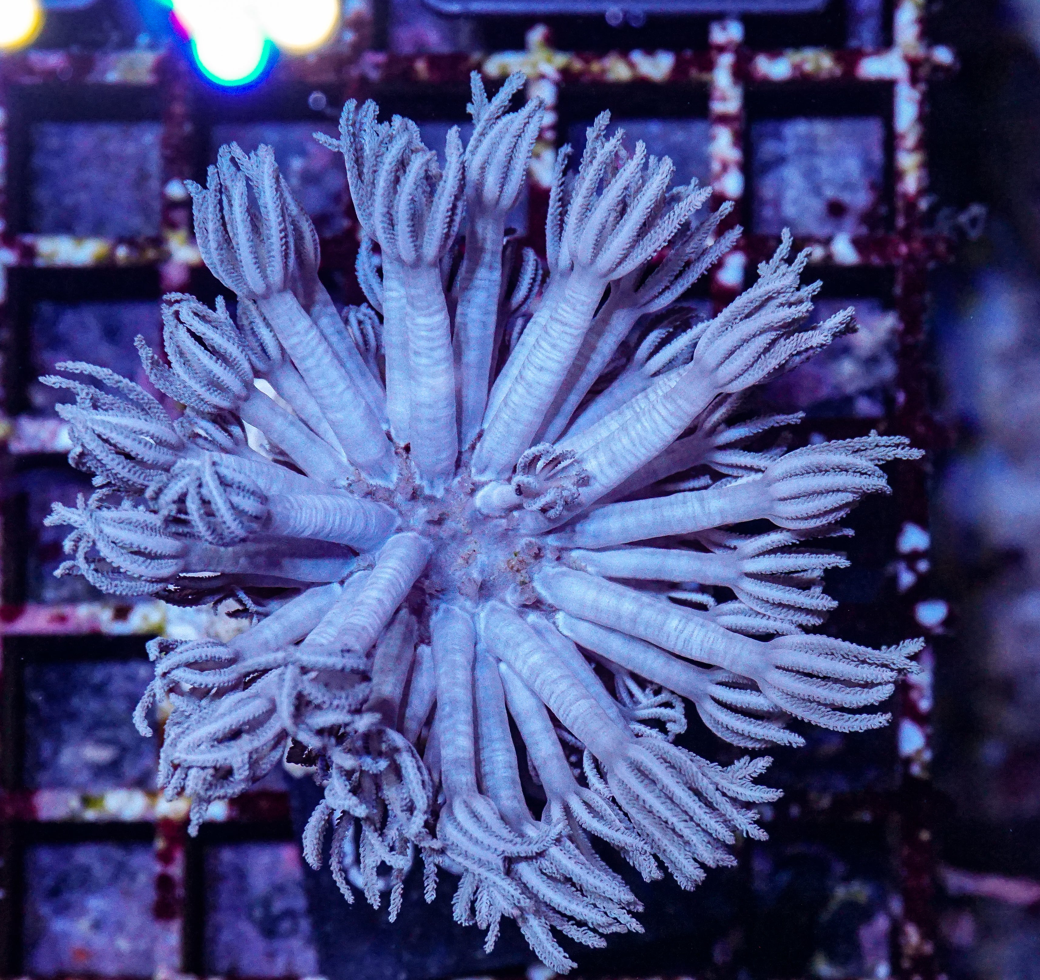 Xenia hicksoni “Xenia ball head”