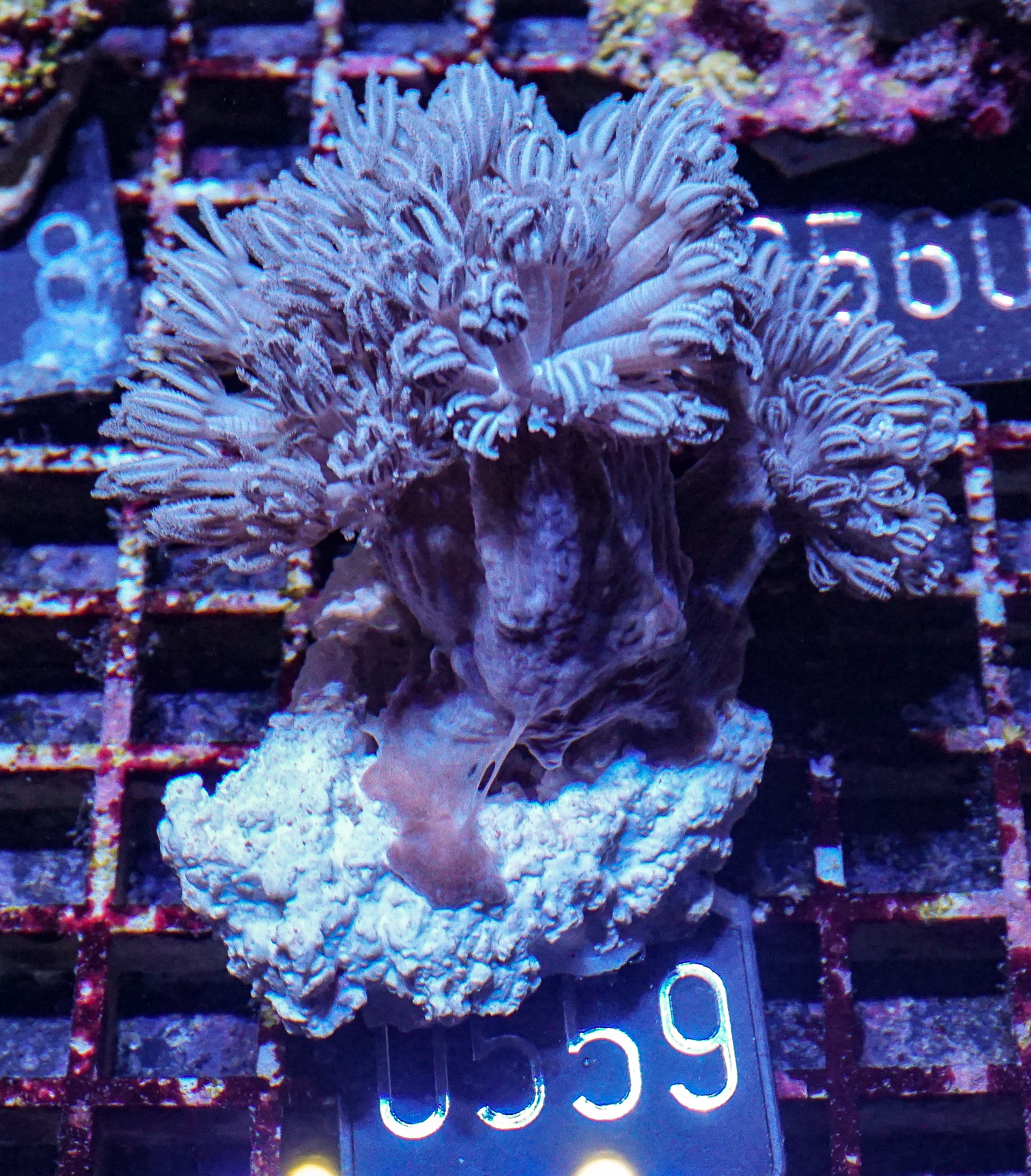 Xenia hicksoni “Xenia ball head”