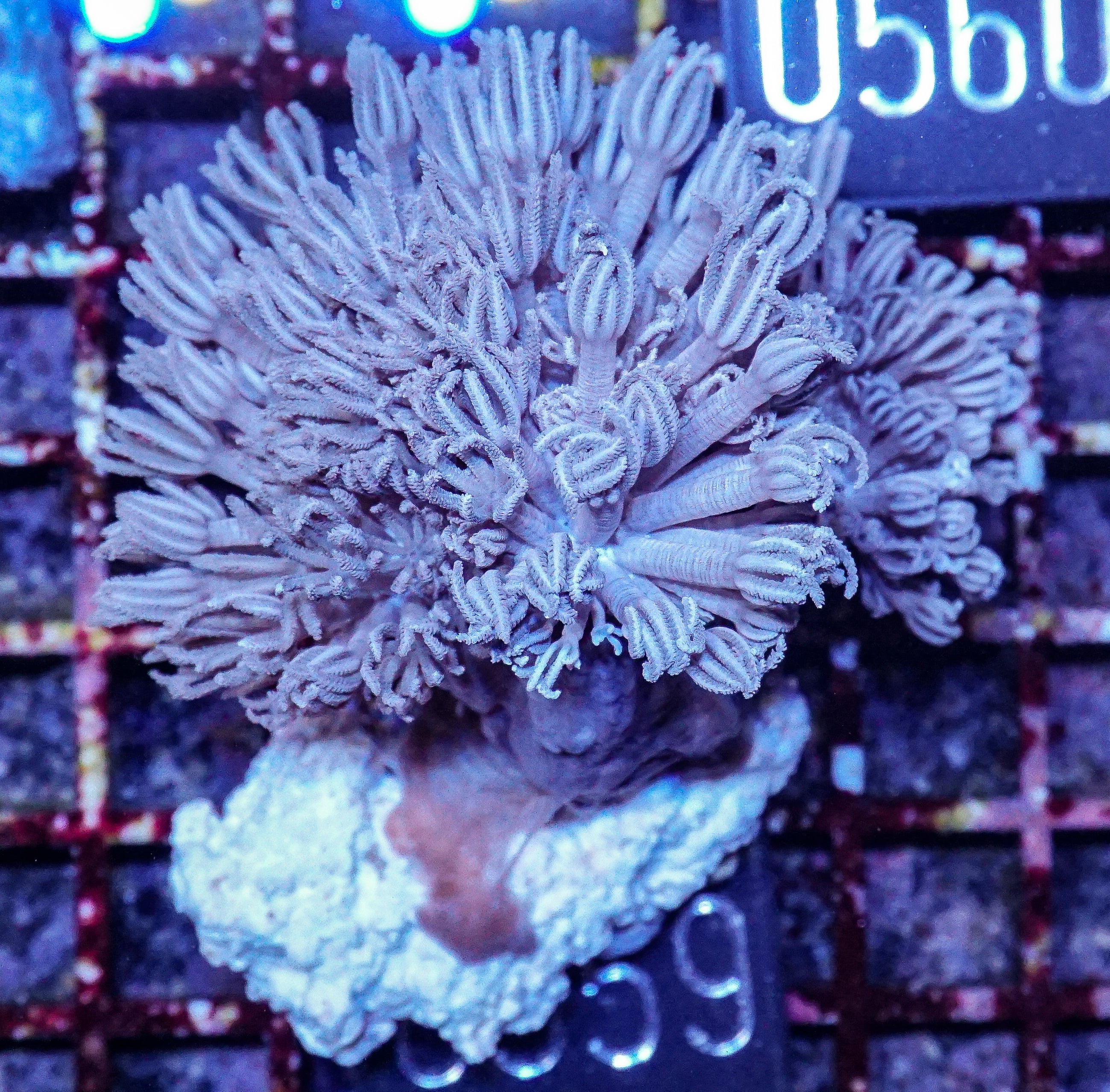 Xenia hicksoni “Xenia ball head”