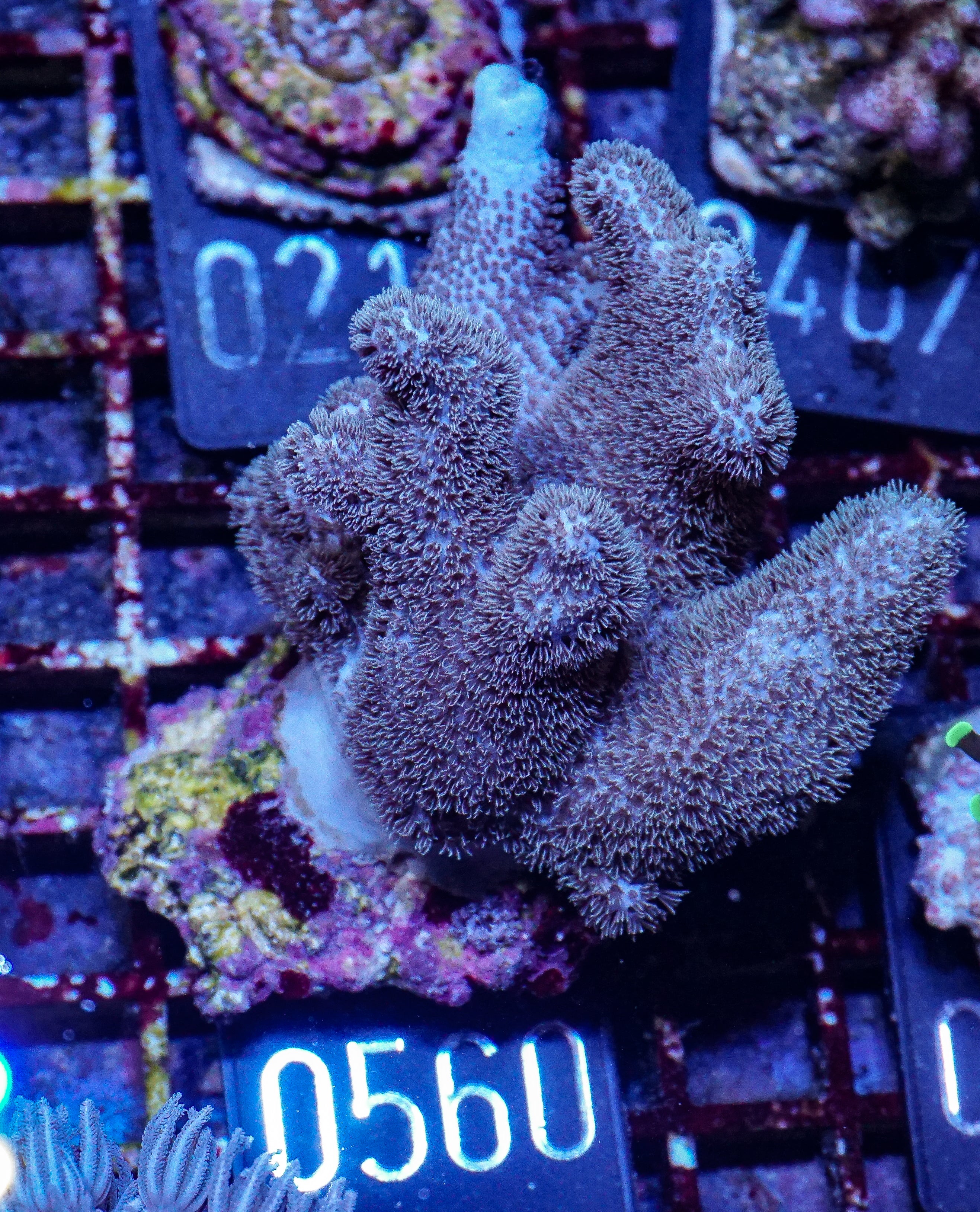 Lobophytum sp. "green"